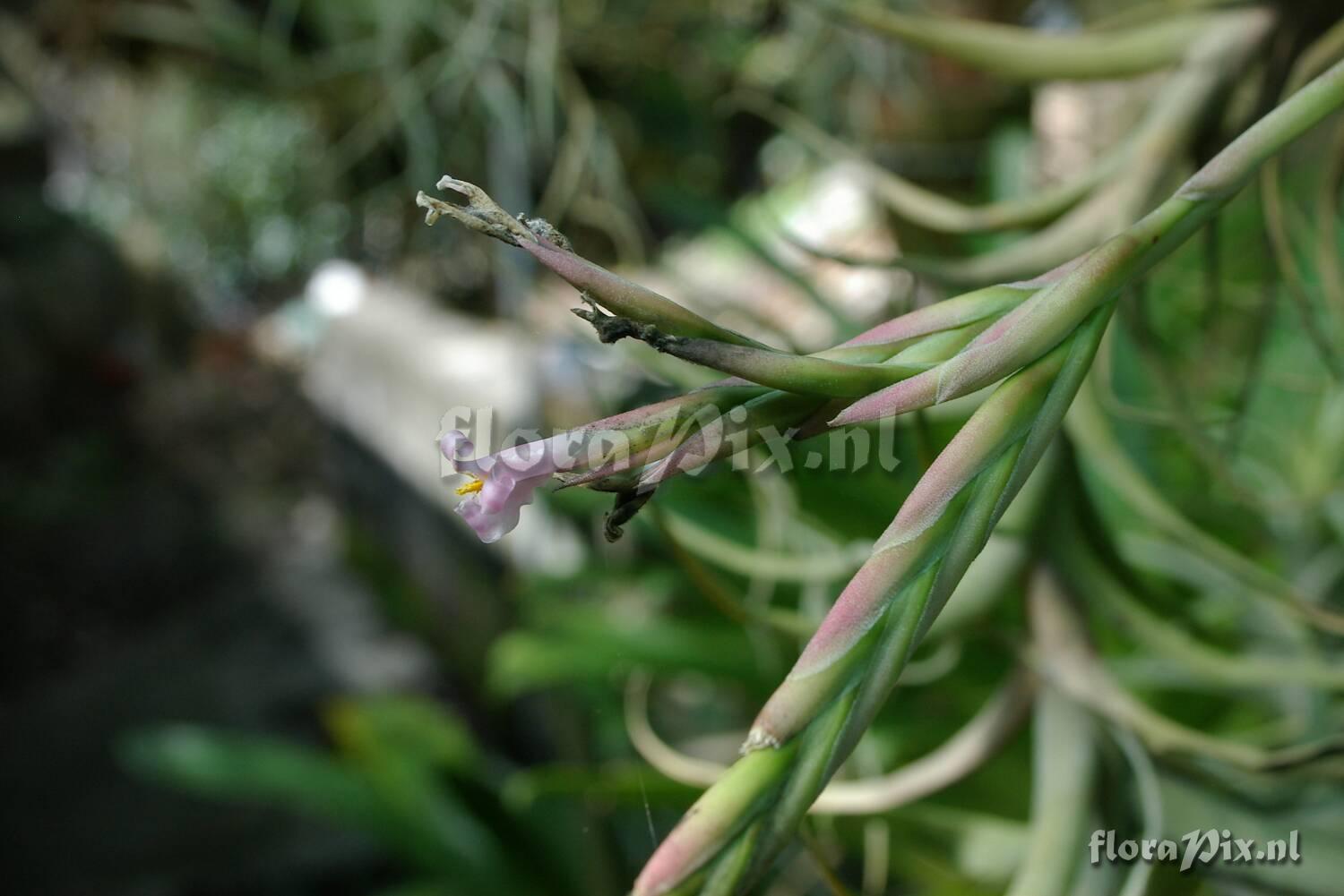 Tillandsia species Peru