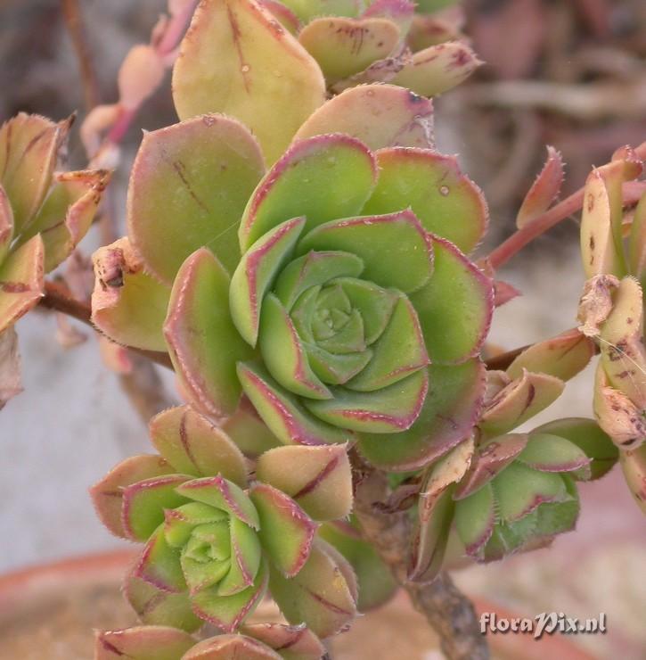 Aeonium volkeri