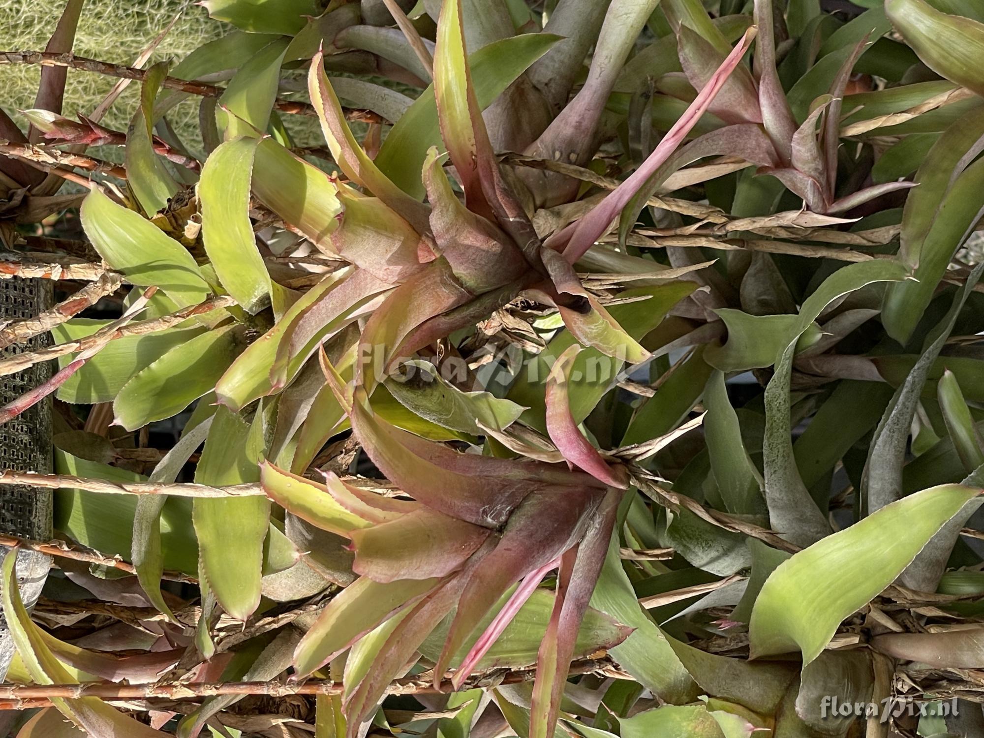Neoregelia sapiatibensis