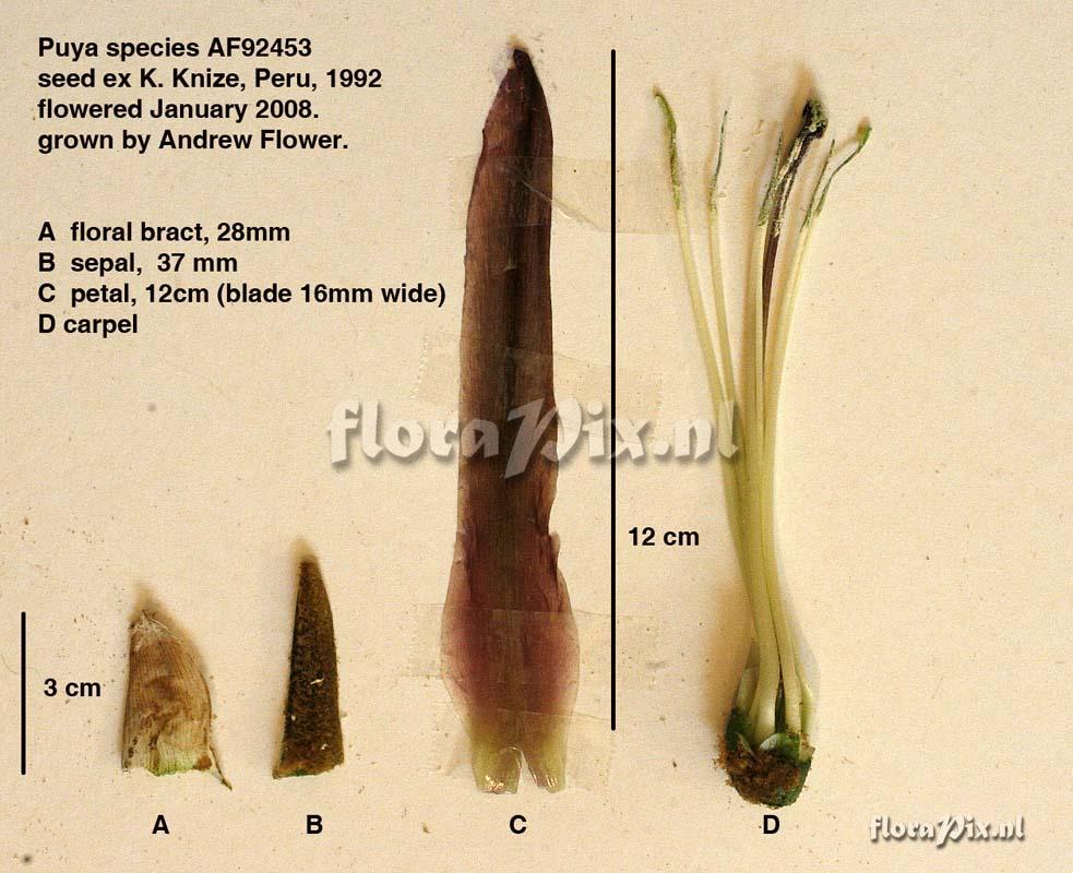 Puya aff. ferruginea