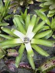 Click voor detail Neoregelia nivea