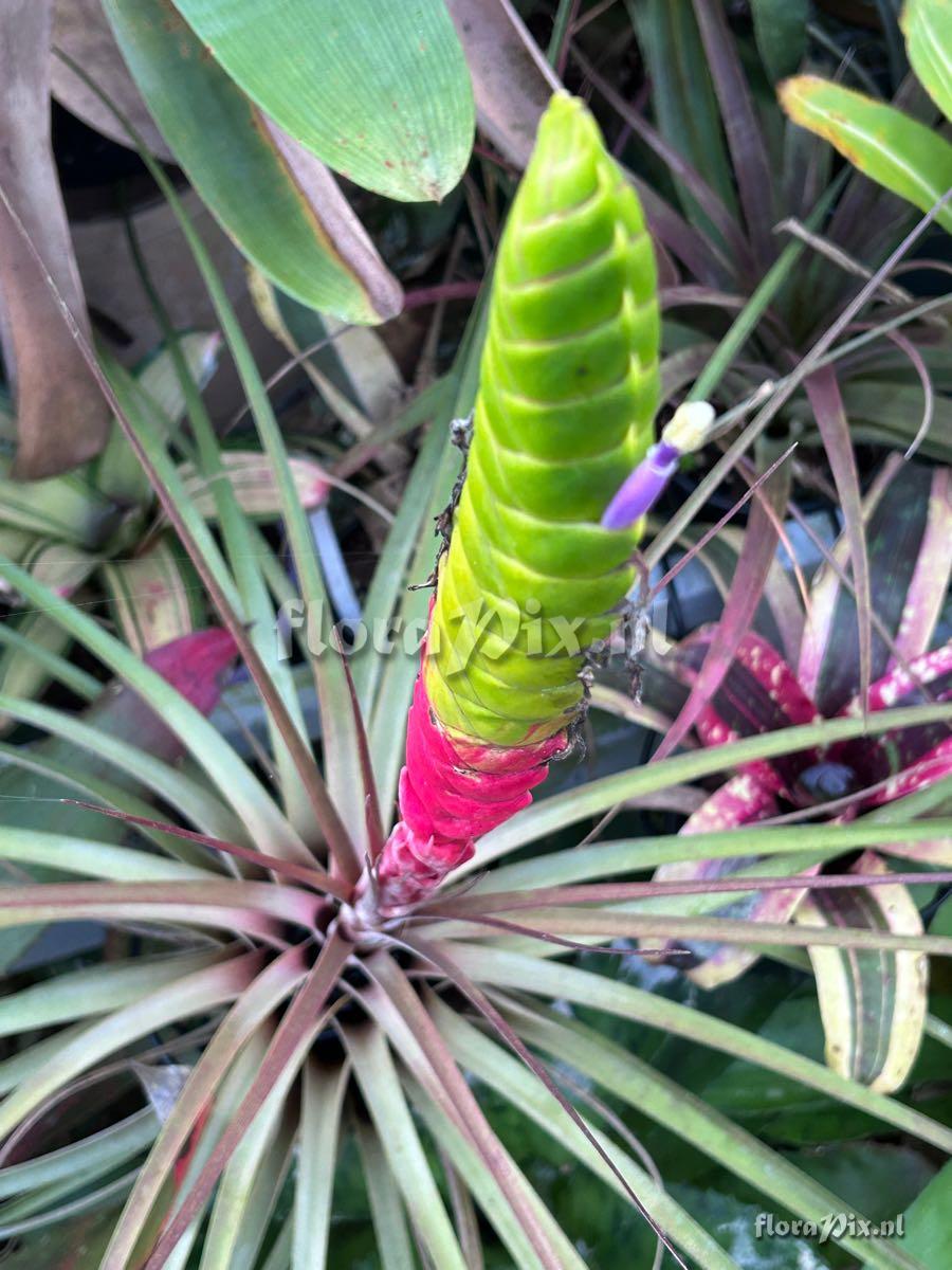 Tillandsia magnispica