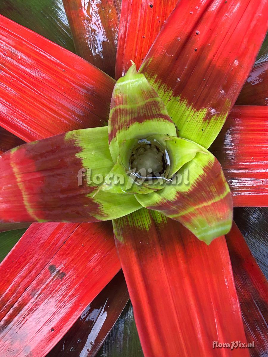 Guzmania sanguinea