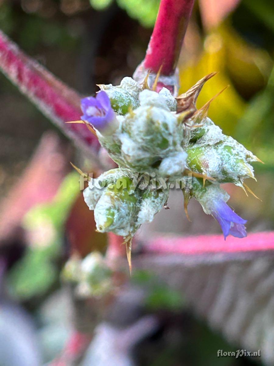 Hohenbergia leopoldo-horstii