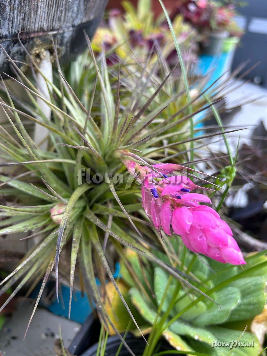 Tillandsia stricta