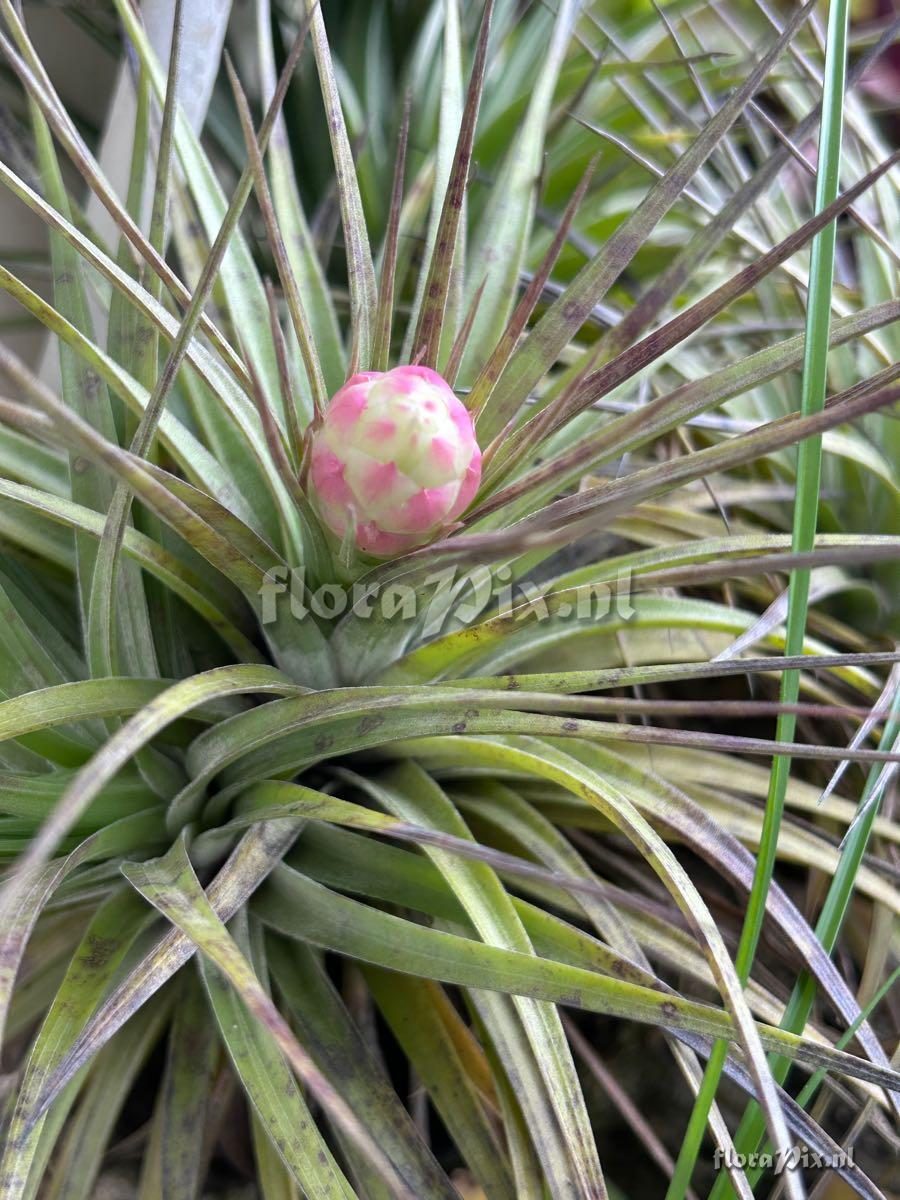 Tillandsia stricta