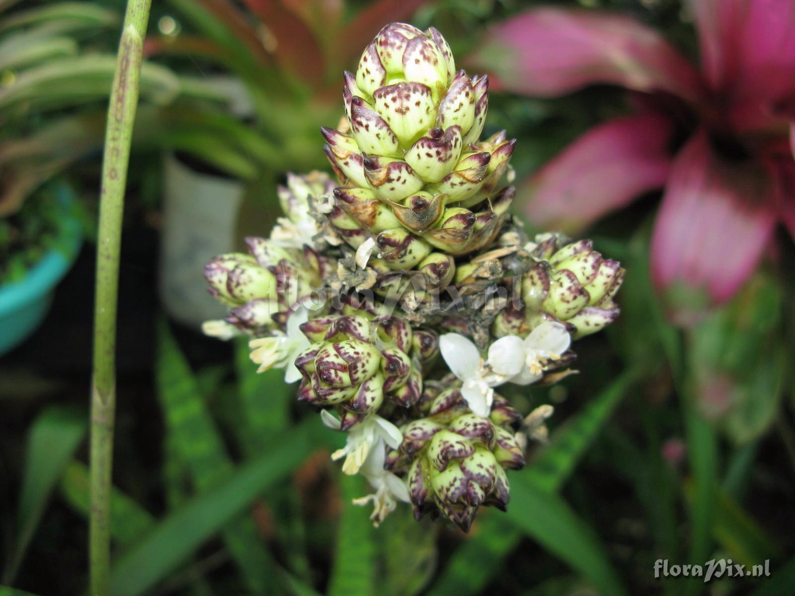 Guzmania vittata