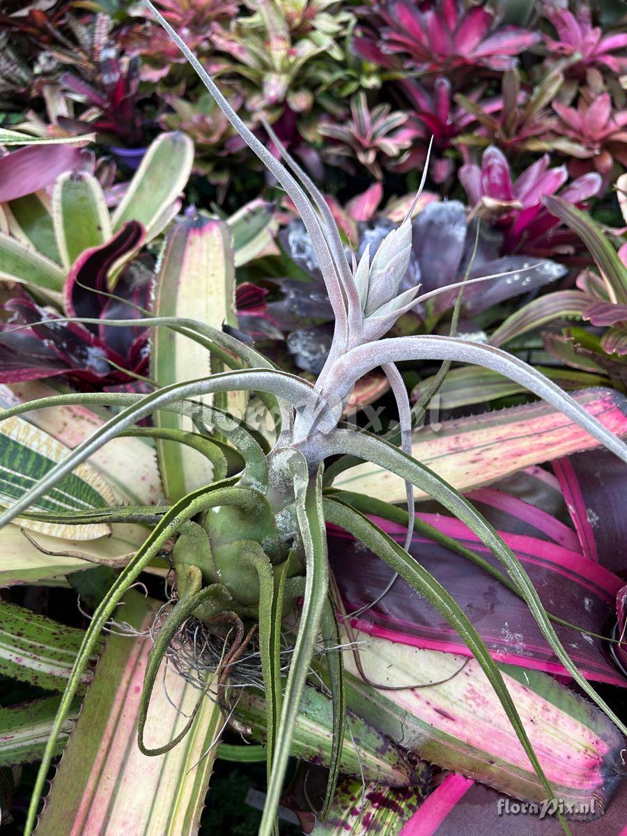 Tillandsia ehlersiana