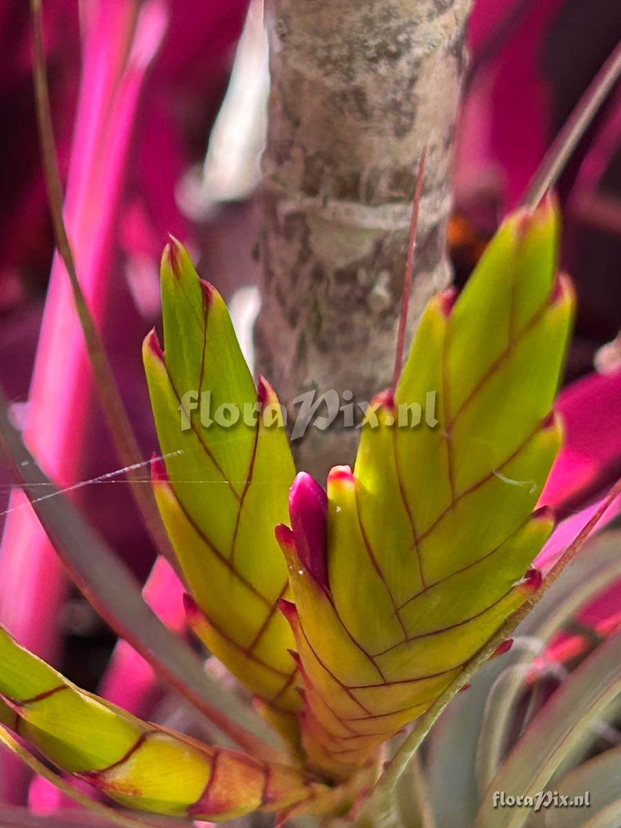 Tillandsia concolor