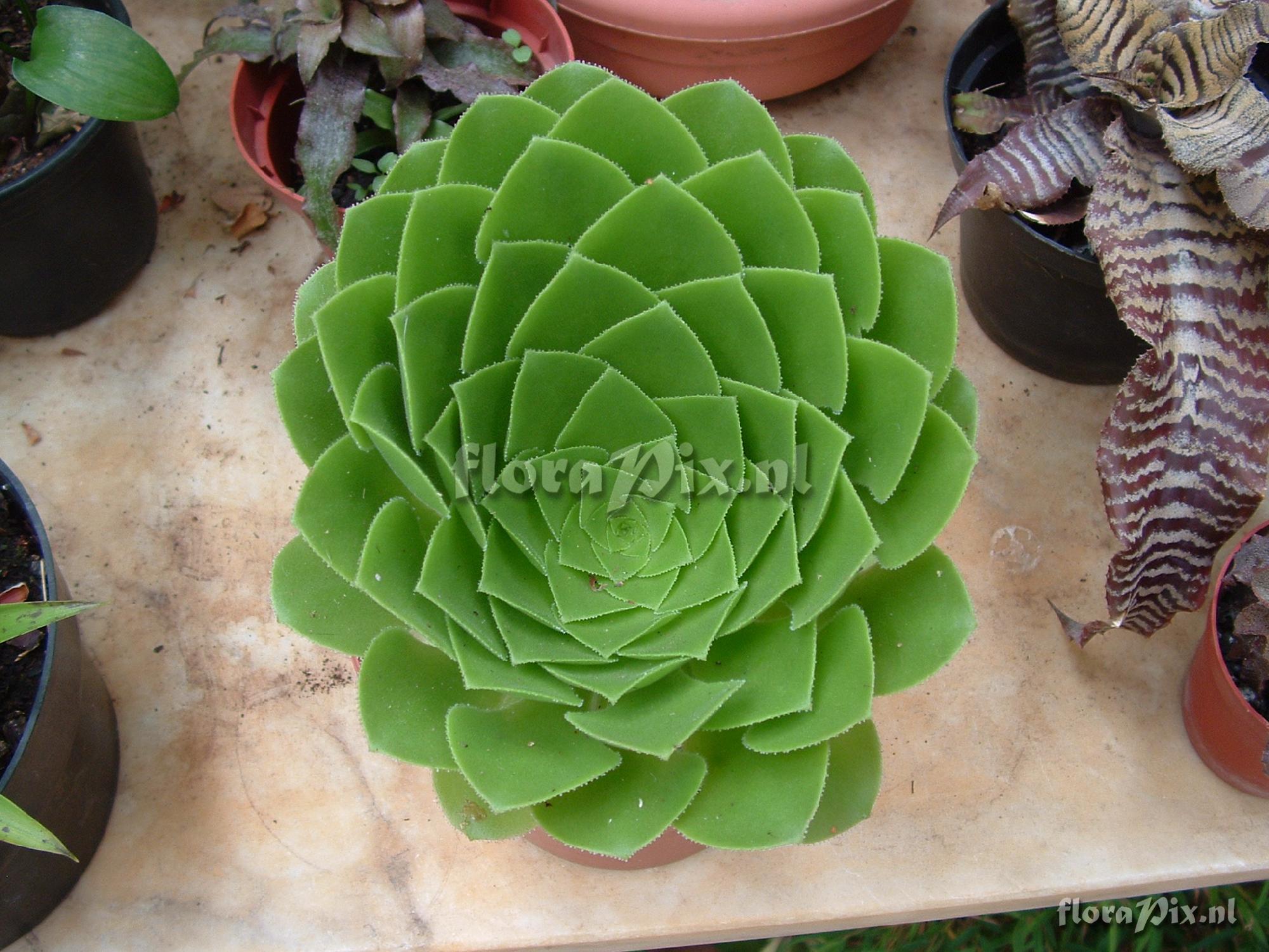 Aeonium Glandulosum