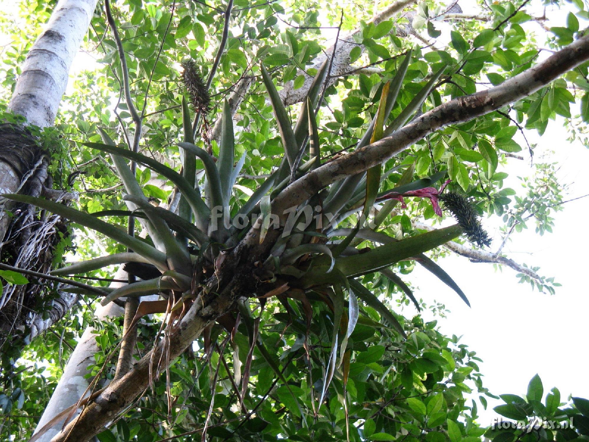 Aechmea sp. Iquitos