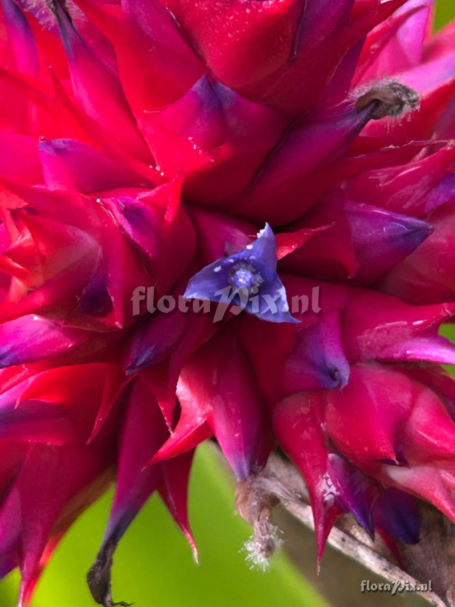 Hohenbergia stellata