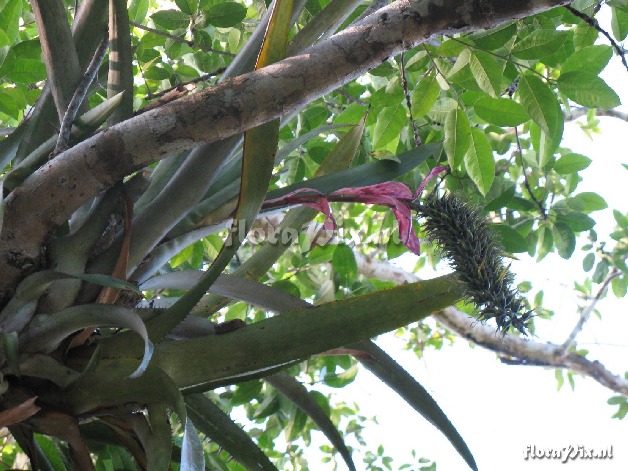 Aechmea sp. Iquitos