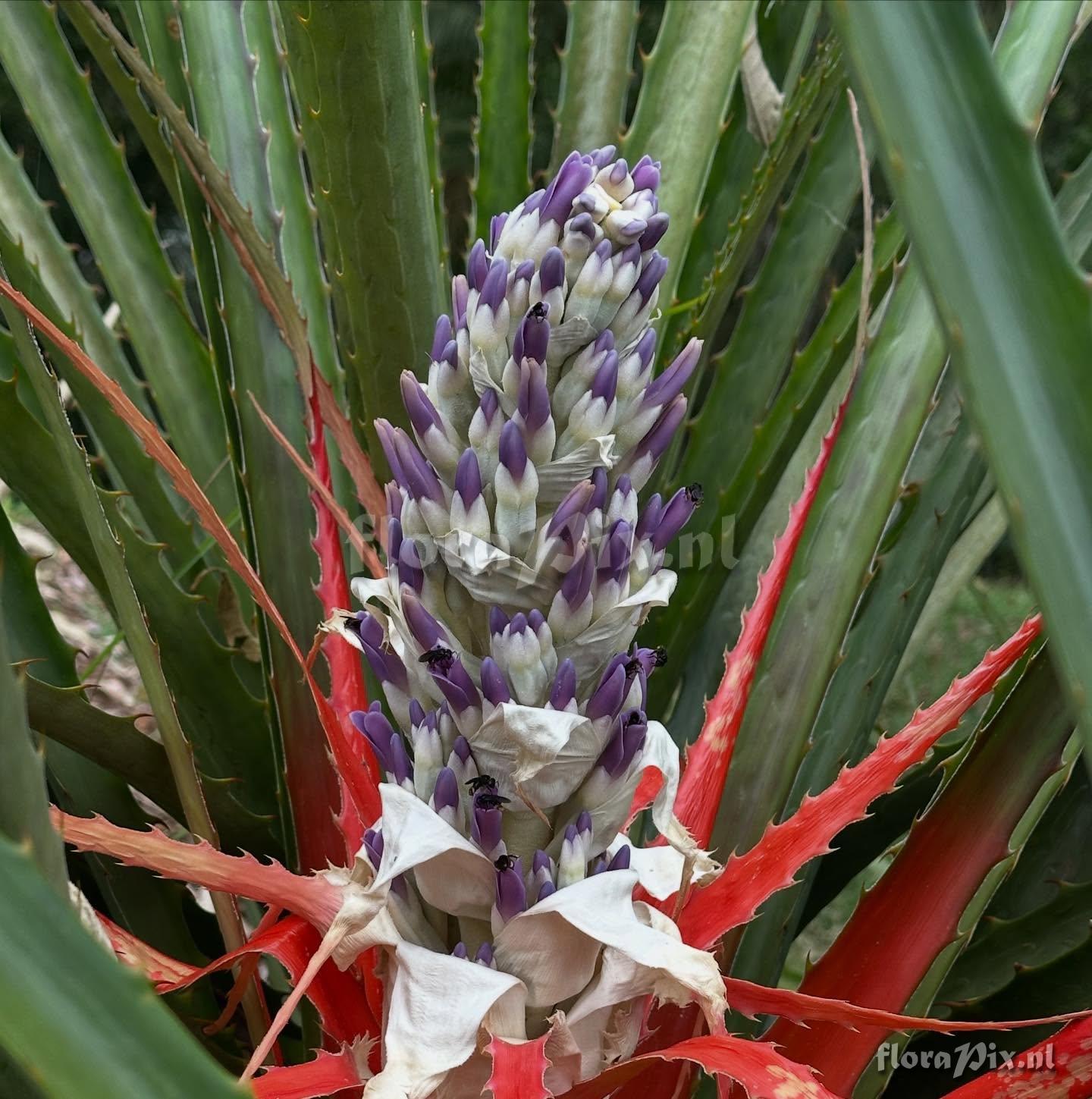 Bromelia antiacantha
