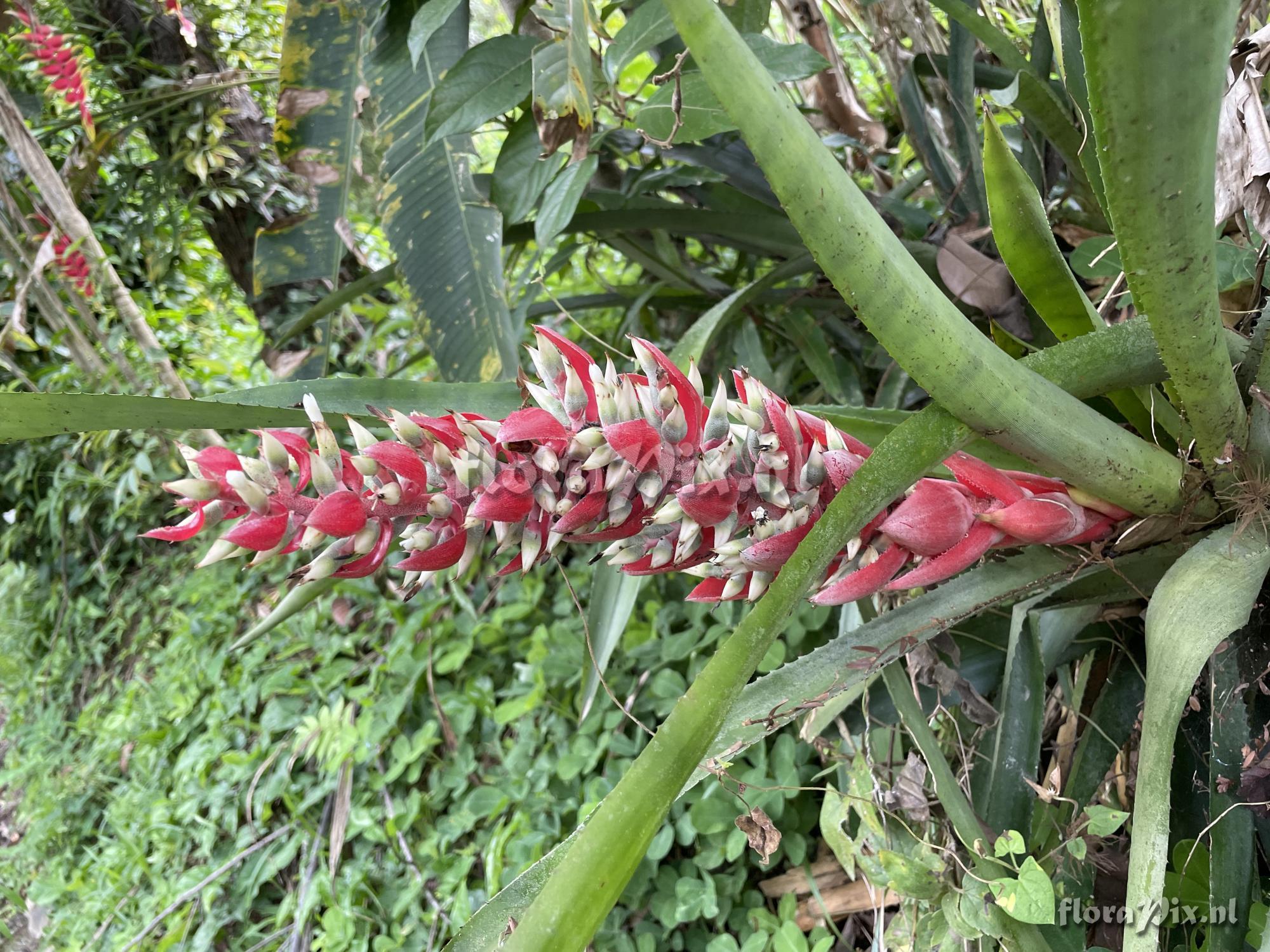 Aechmea fuerstenbergii