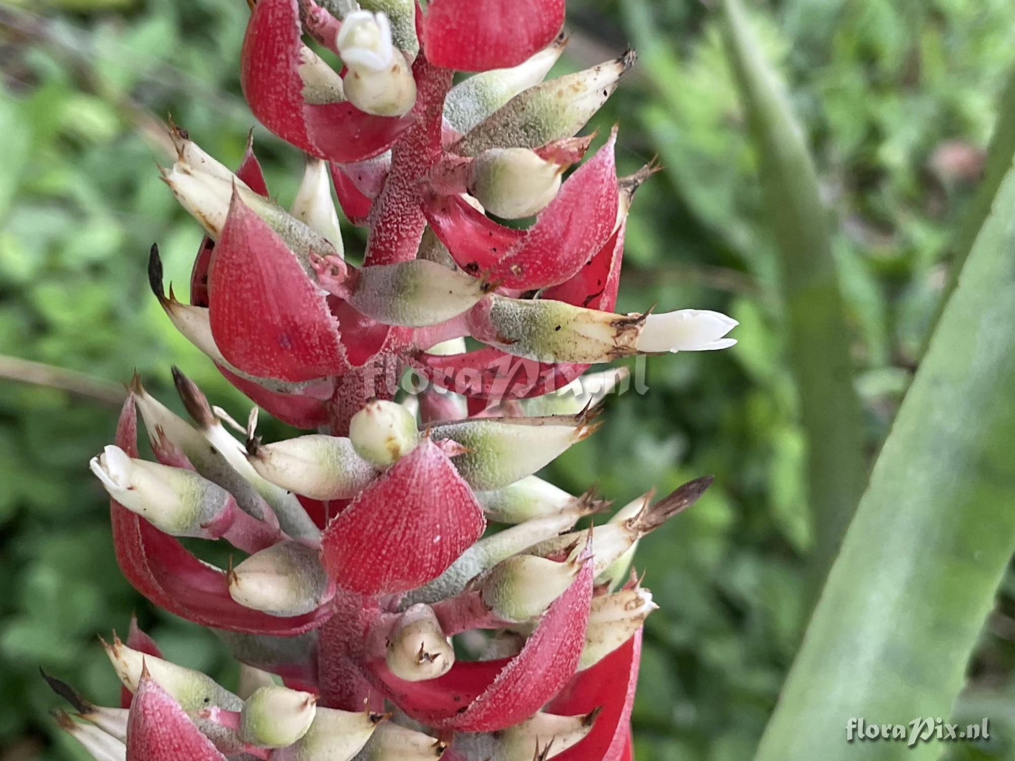 Aechmea fuerstenbergii