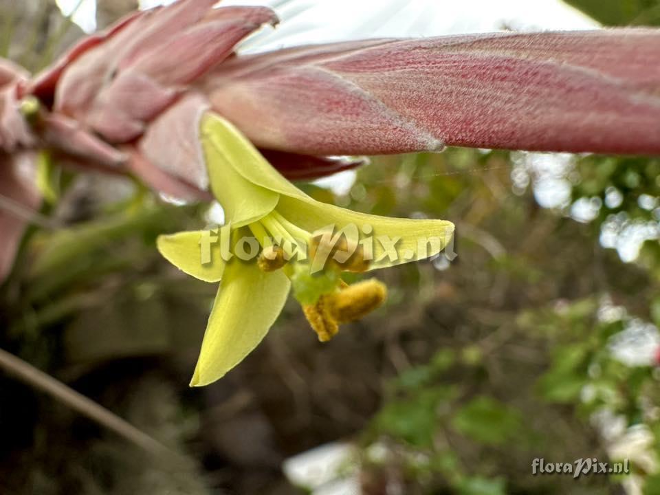 Tillandsia arpocalyx