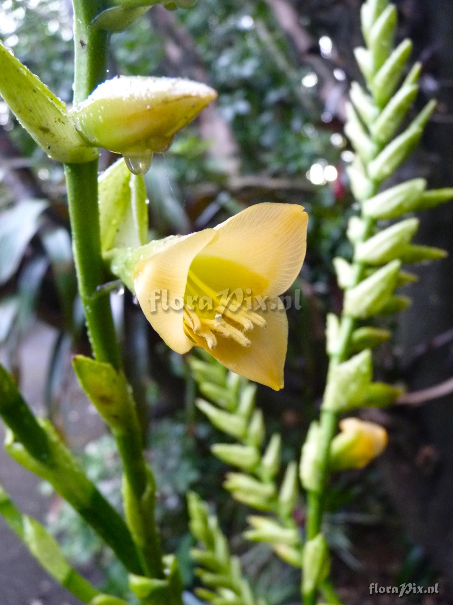 Vriesea pastuchoffiana