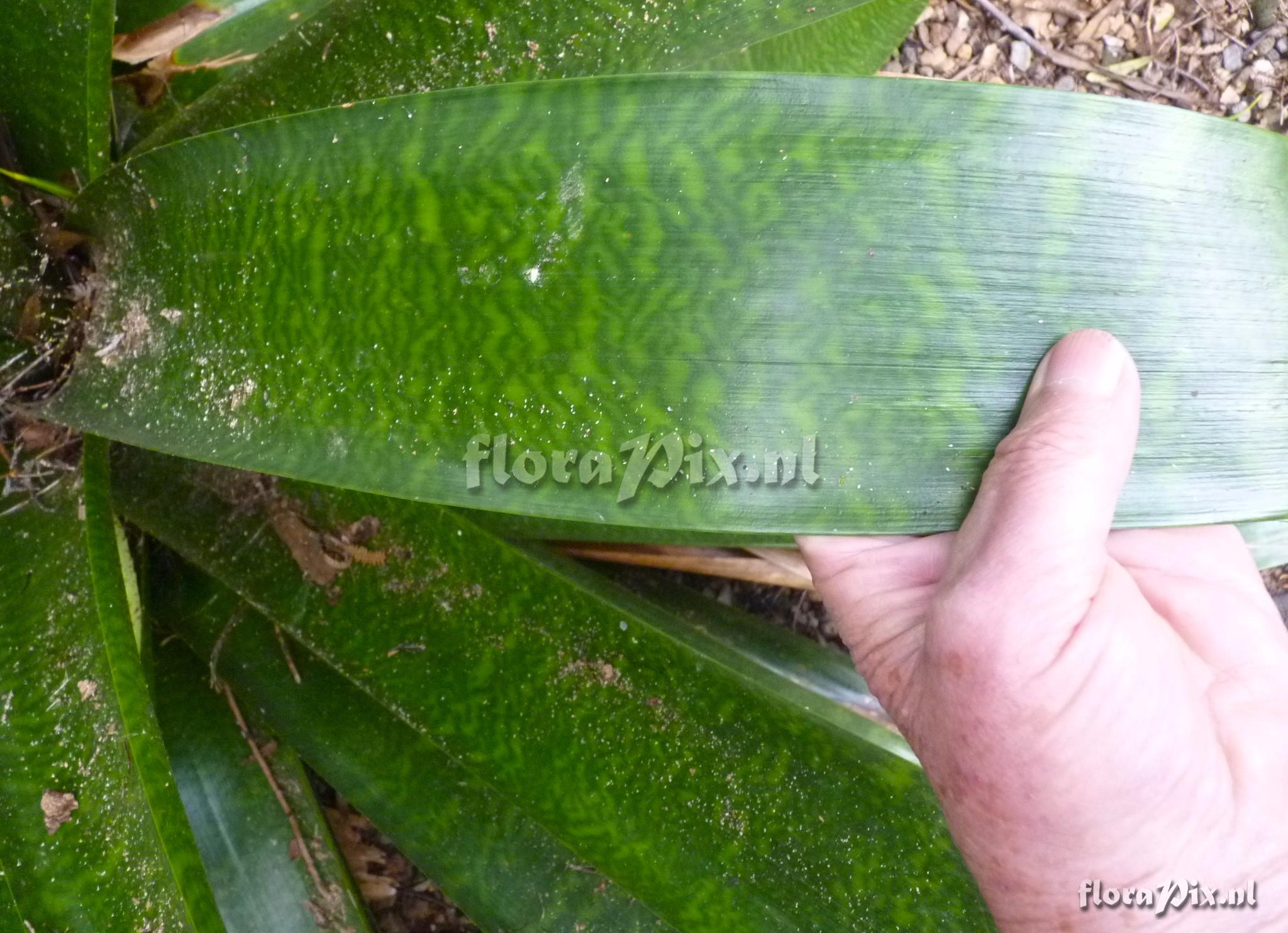 Vriesea pastuchoffiana