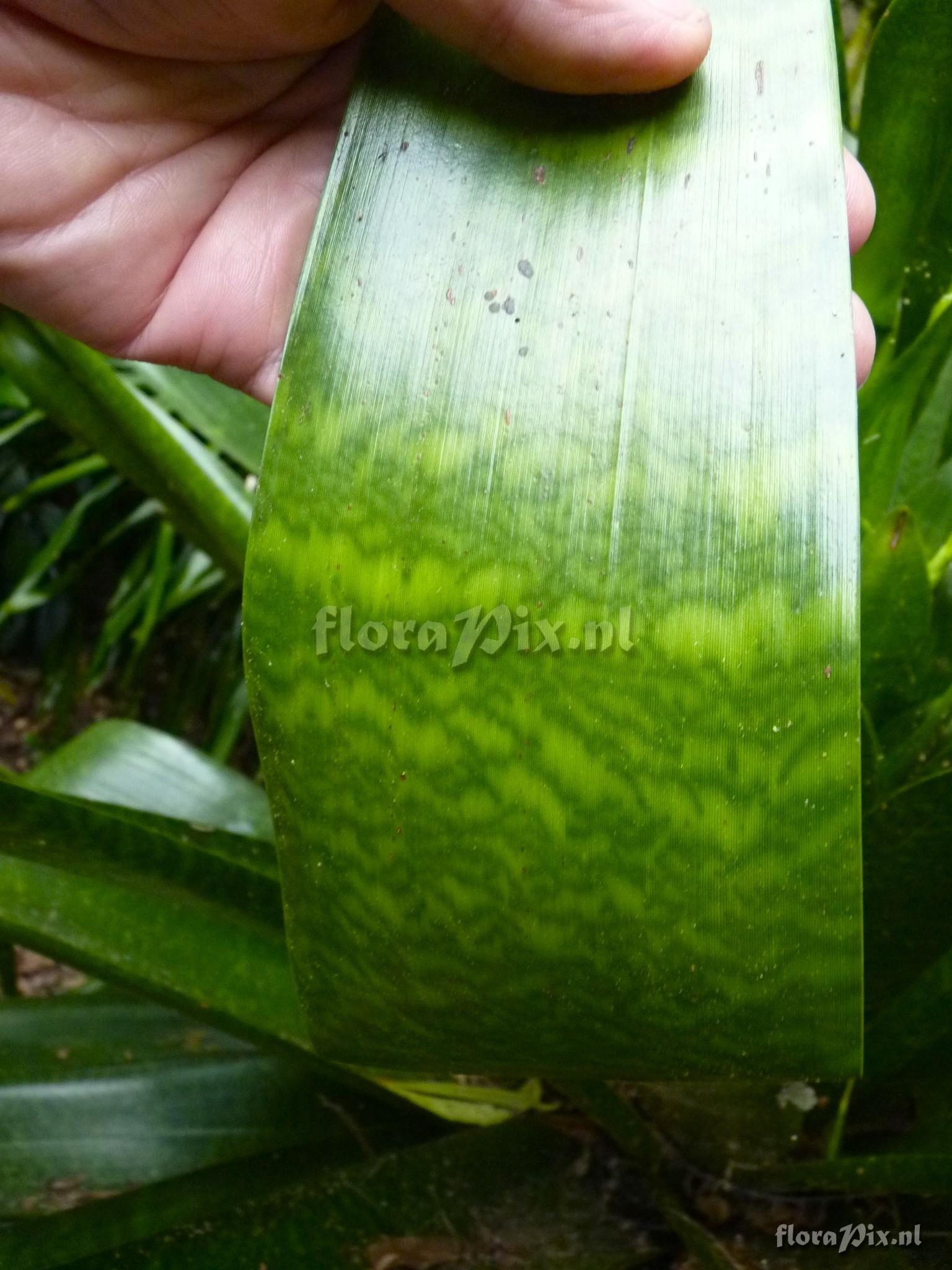 Vriesea pastuchoffiana