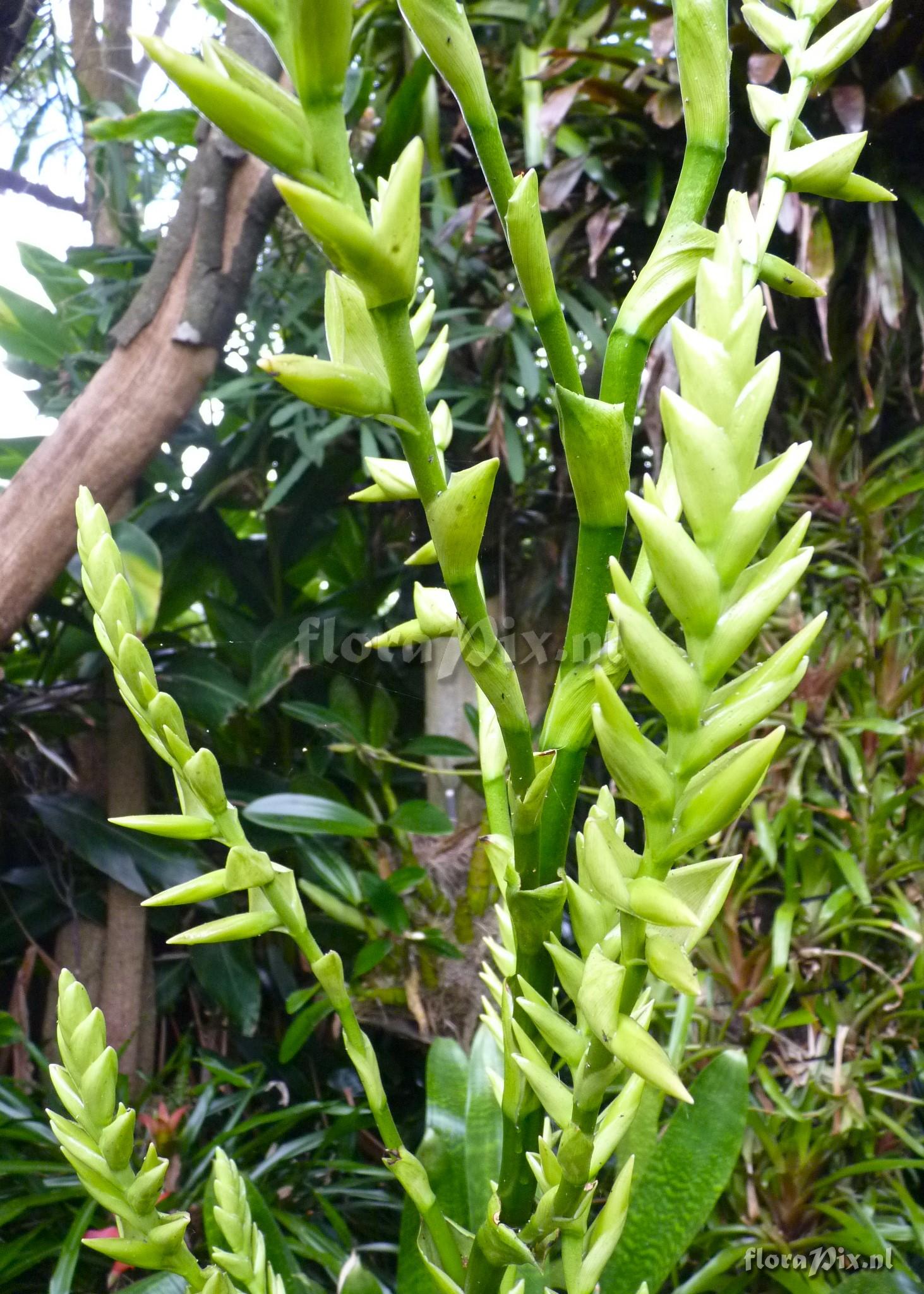 Vriesea pastuchoffiana