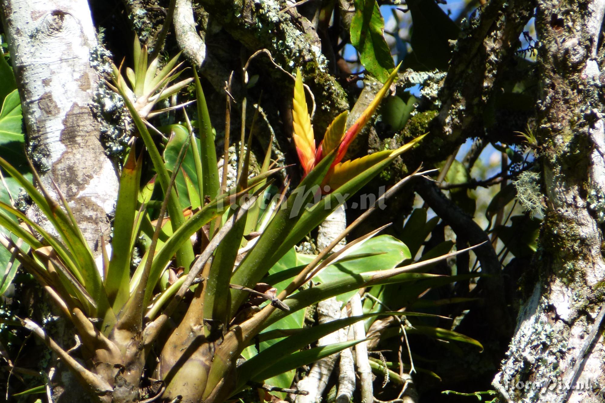 Tillandsia digitatispicata