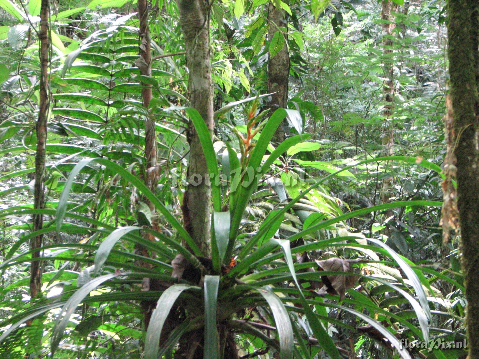 Guzmania Rio Sarapiqui 1