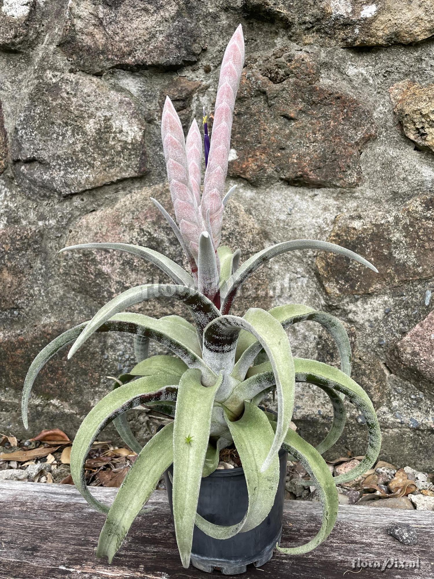 Tillandsia chicoasena