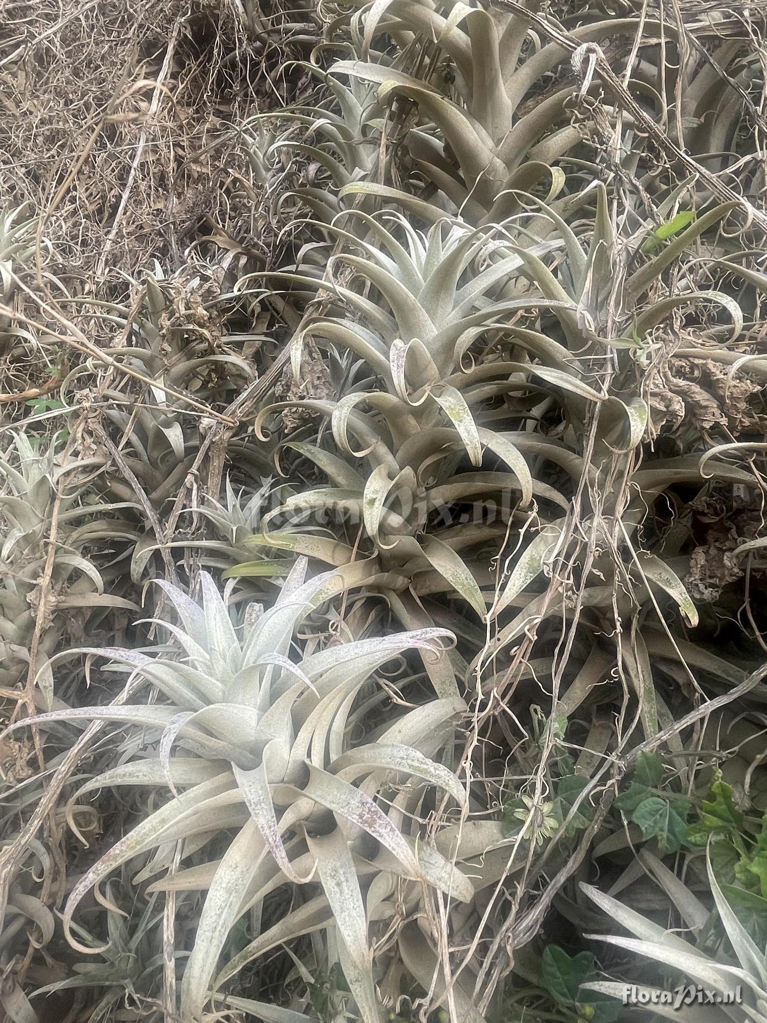 Tillandsia cauligera