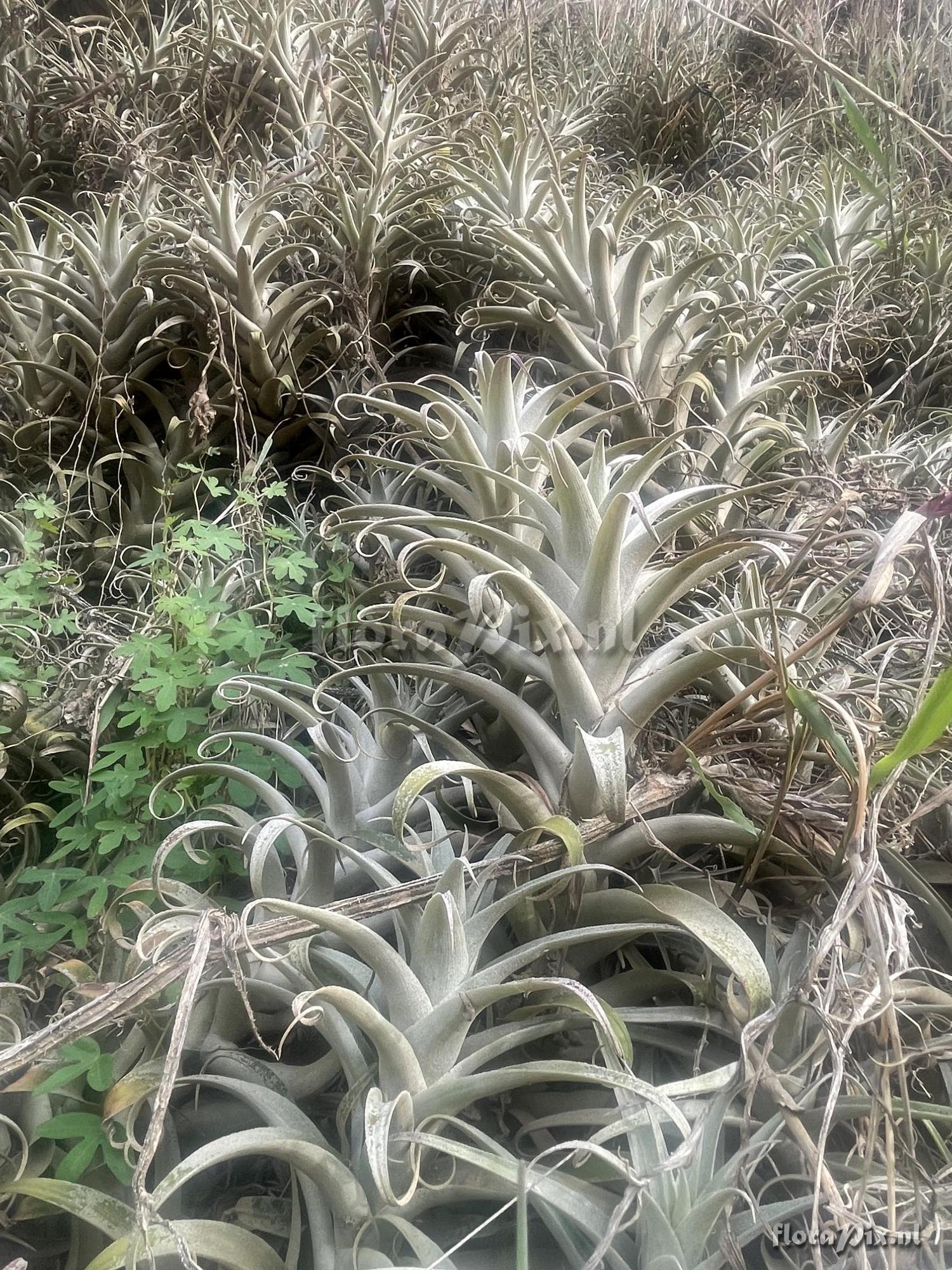 Tillandsia cauligera