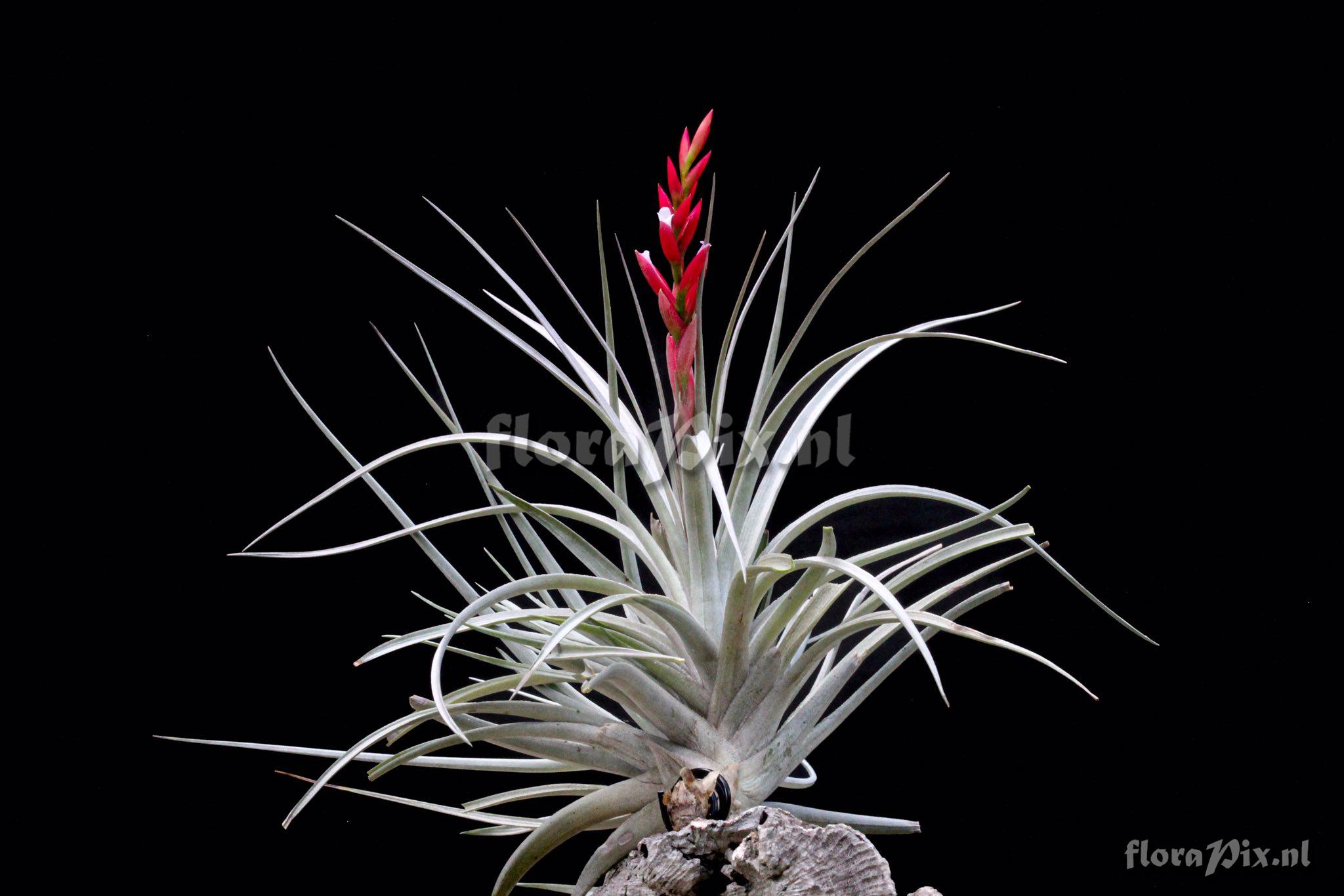 Tillandsia eltoniana