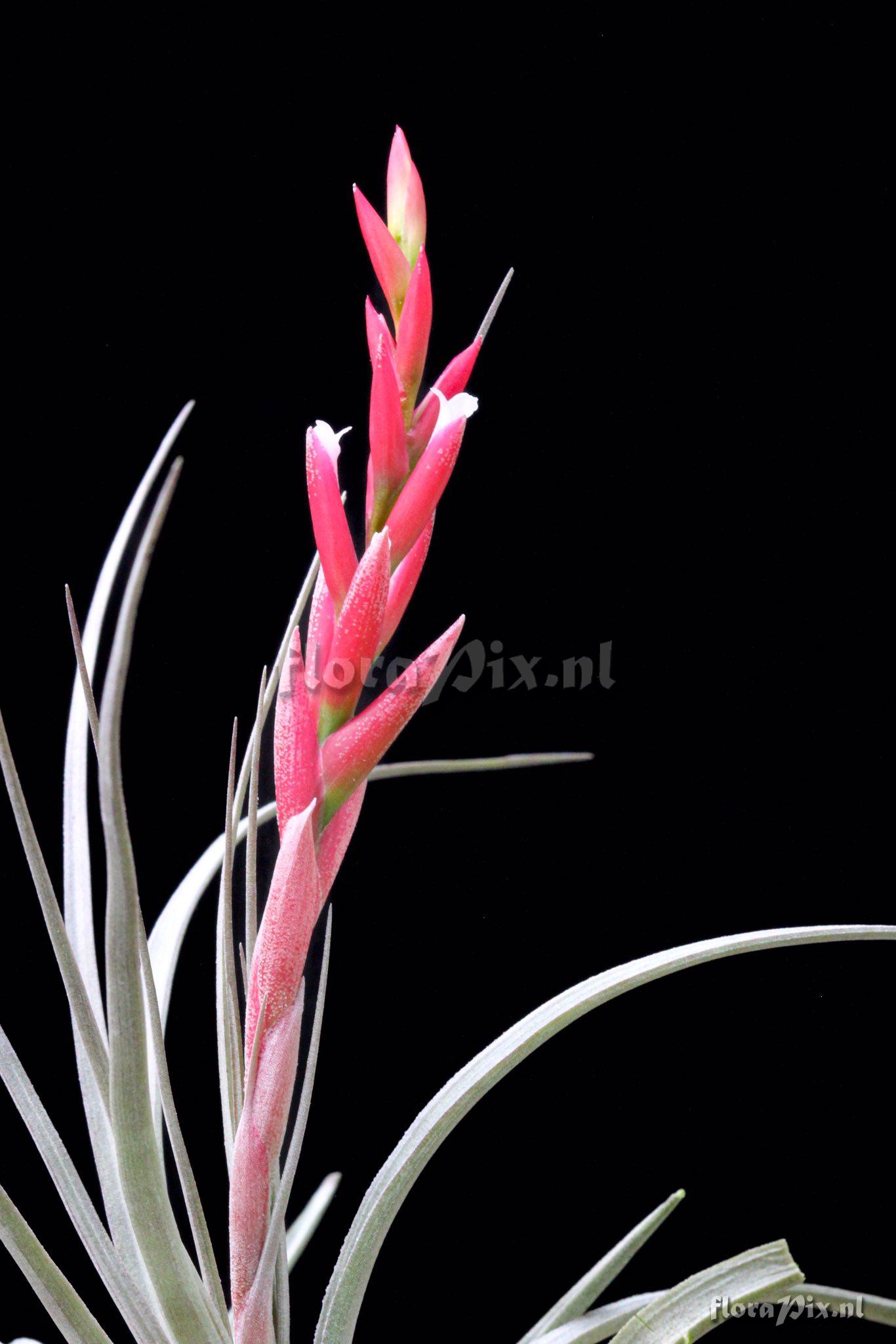 Tillandsia eltoniana
