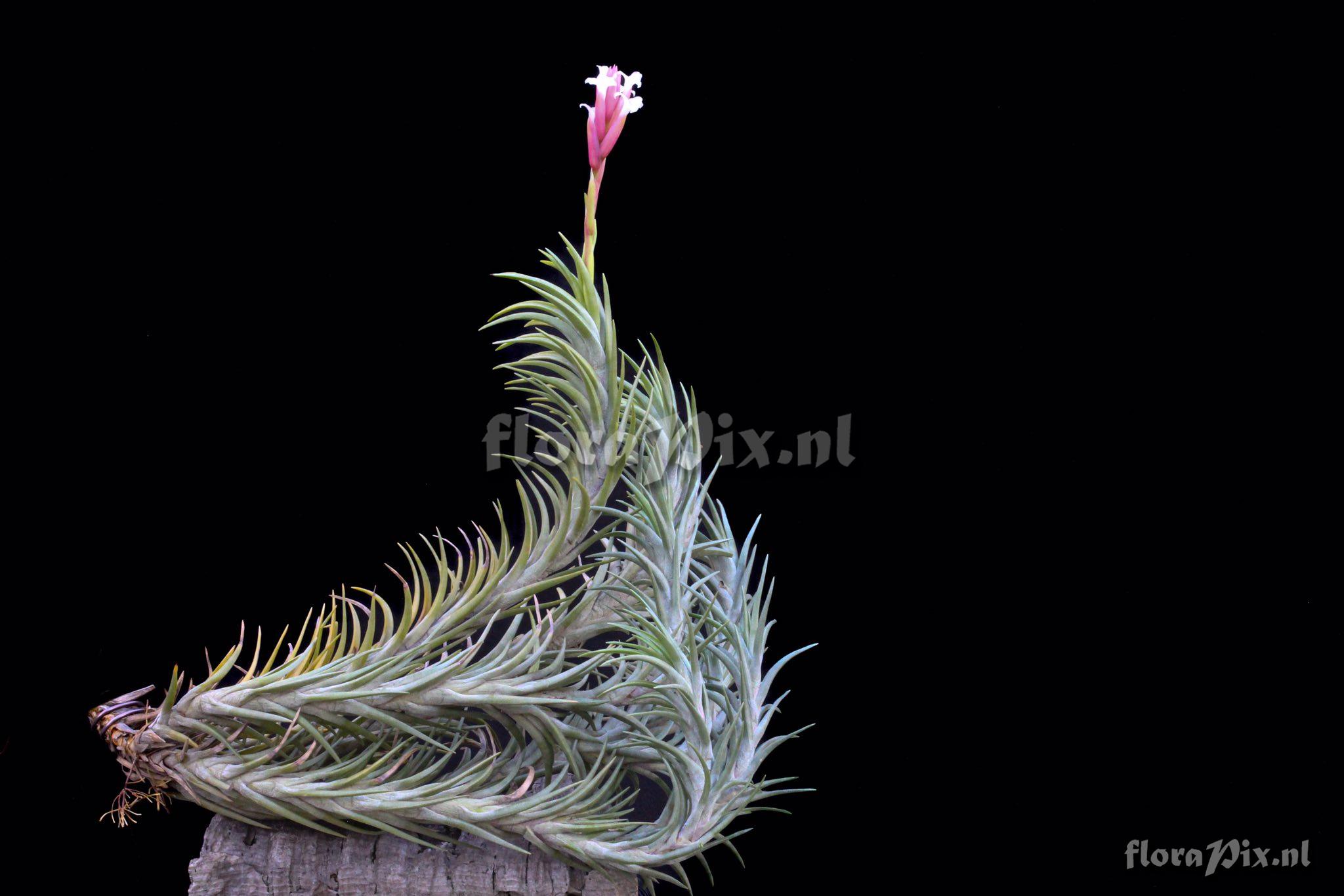 Tillandsia araujei