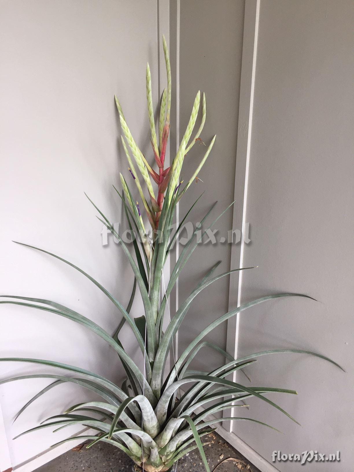 Tillandsia copanensis