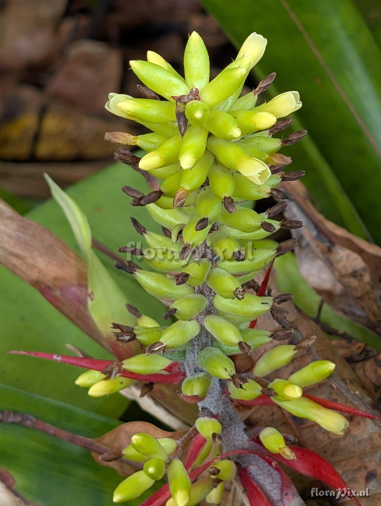 Aechmea cathcartii