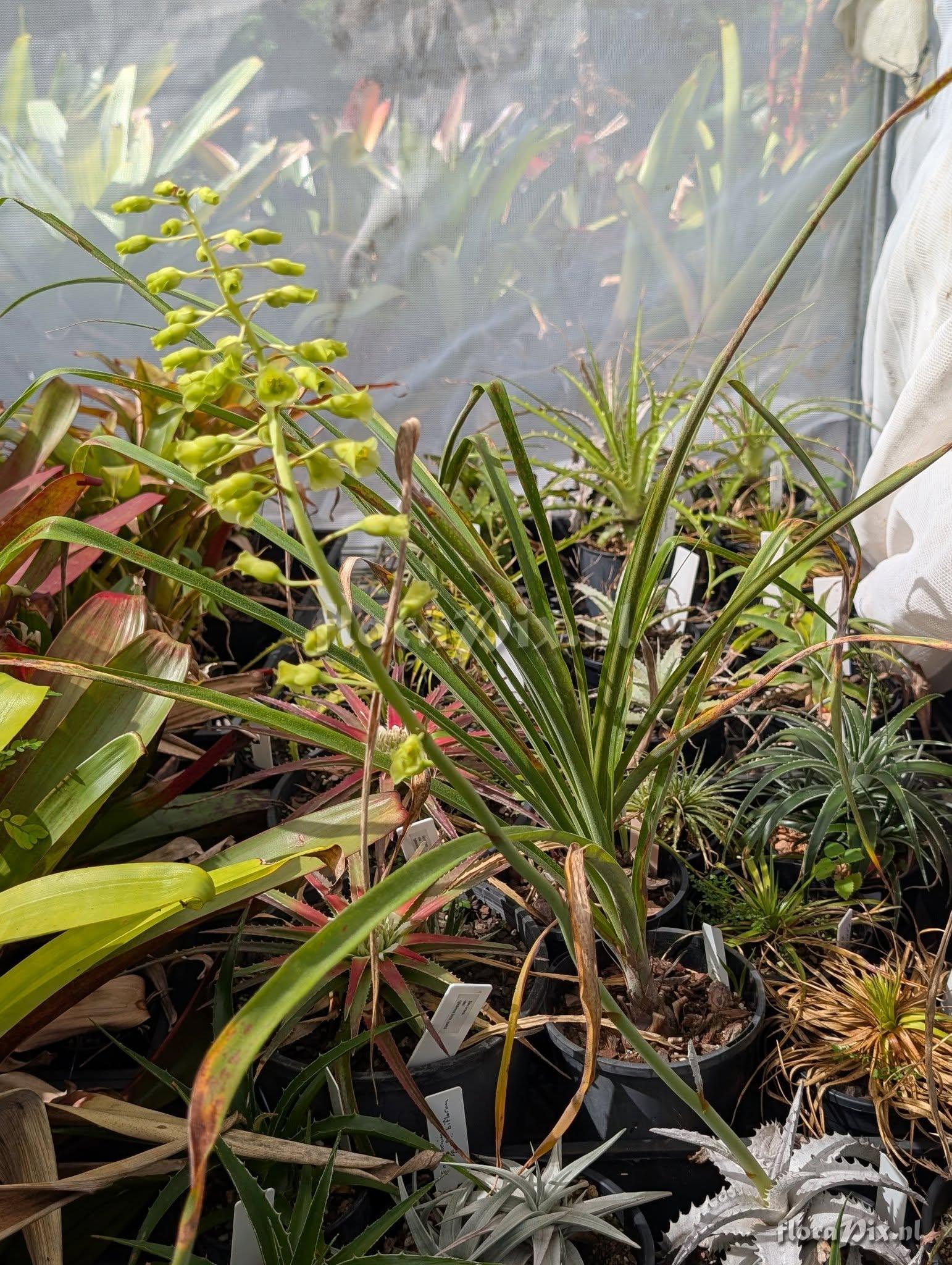 Encholirium pedicellatum