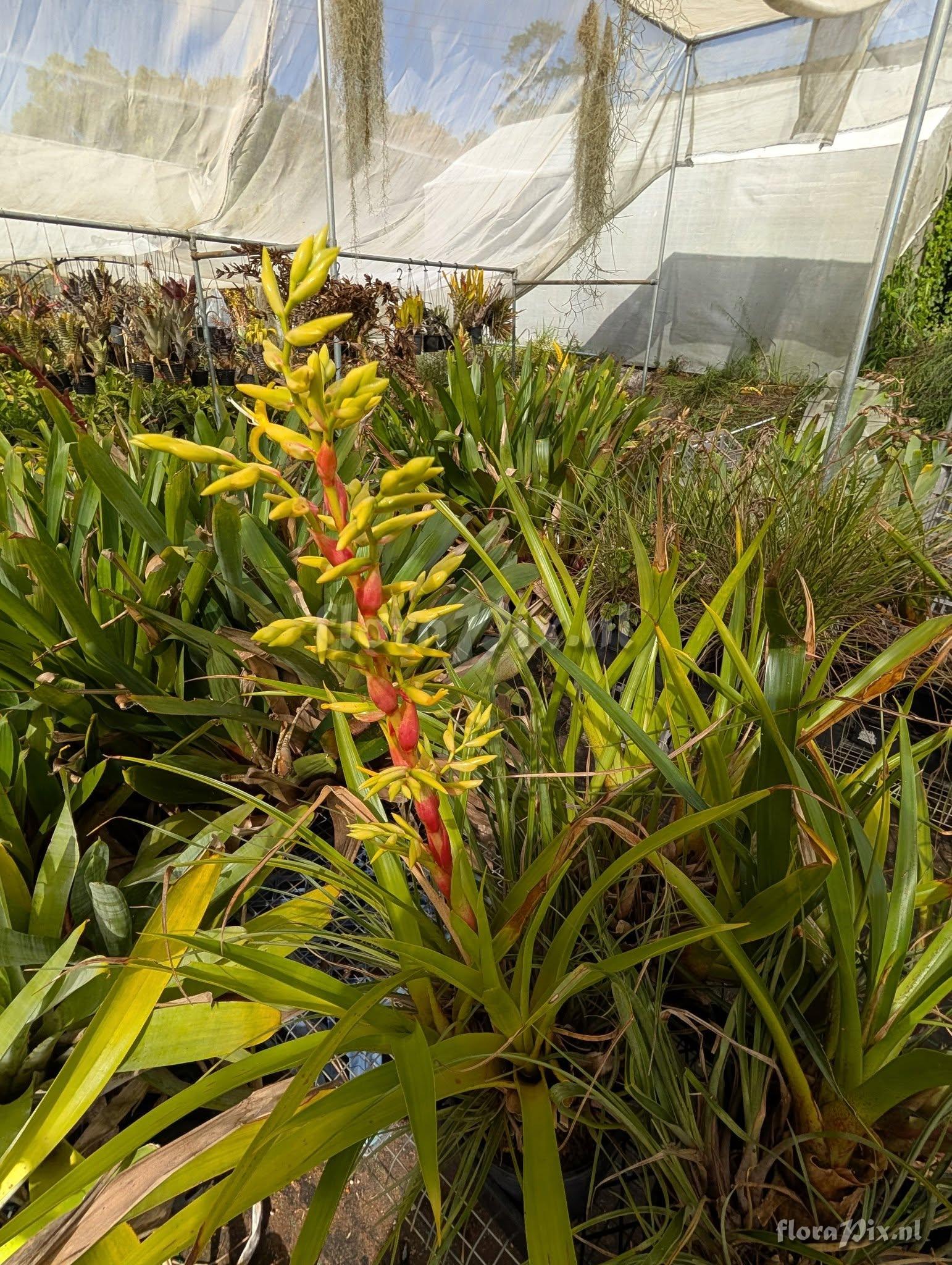 Alcantarea duarteana