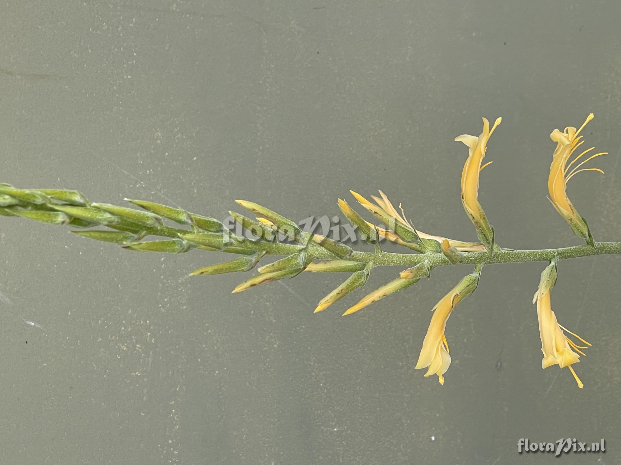 Pitcairnia piepenbringii