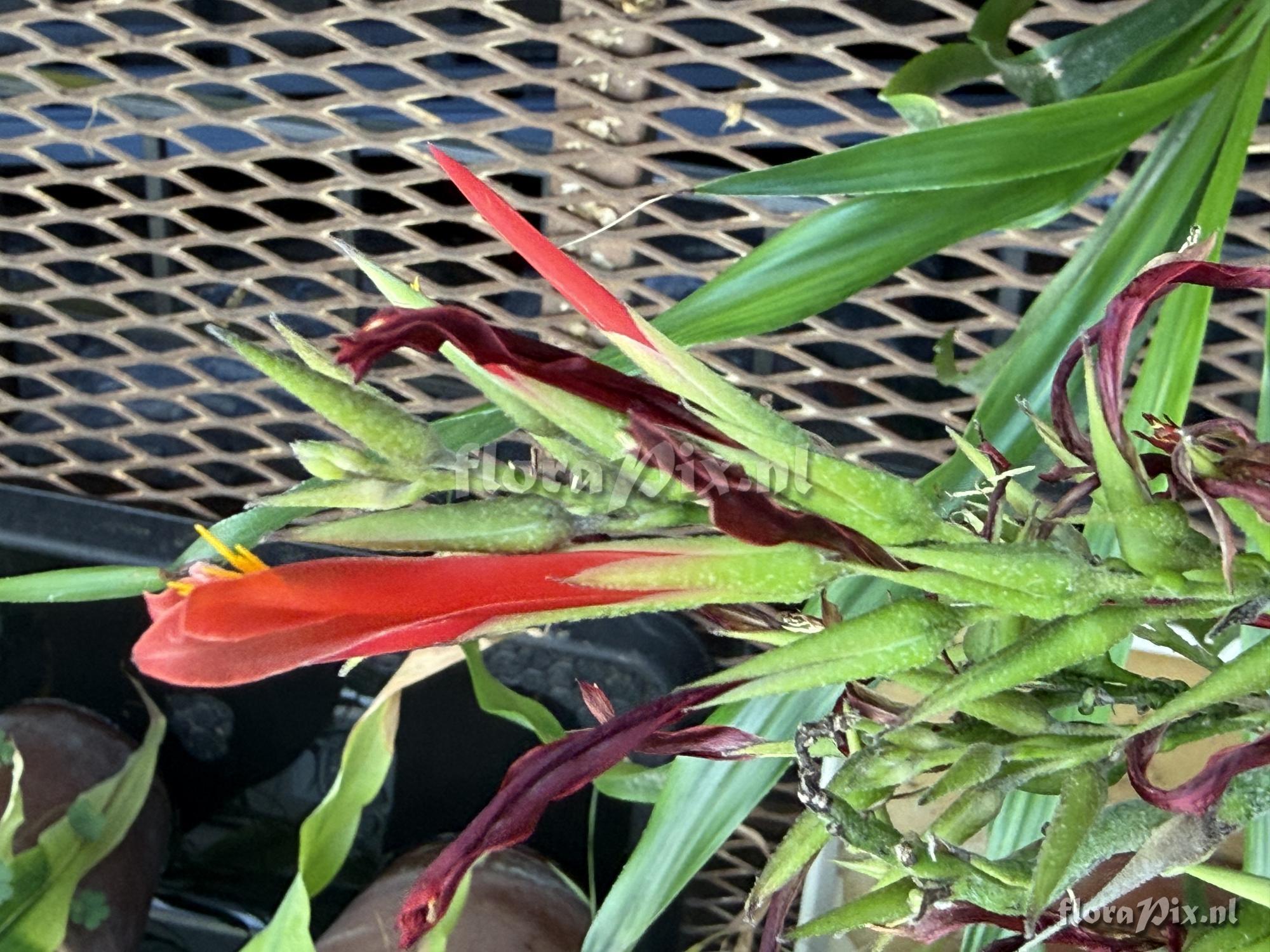 Pitcairnia pulverulenta