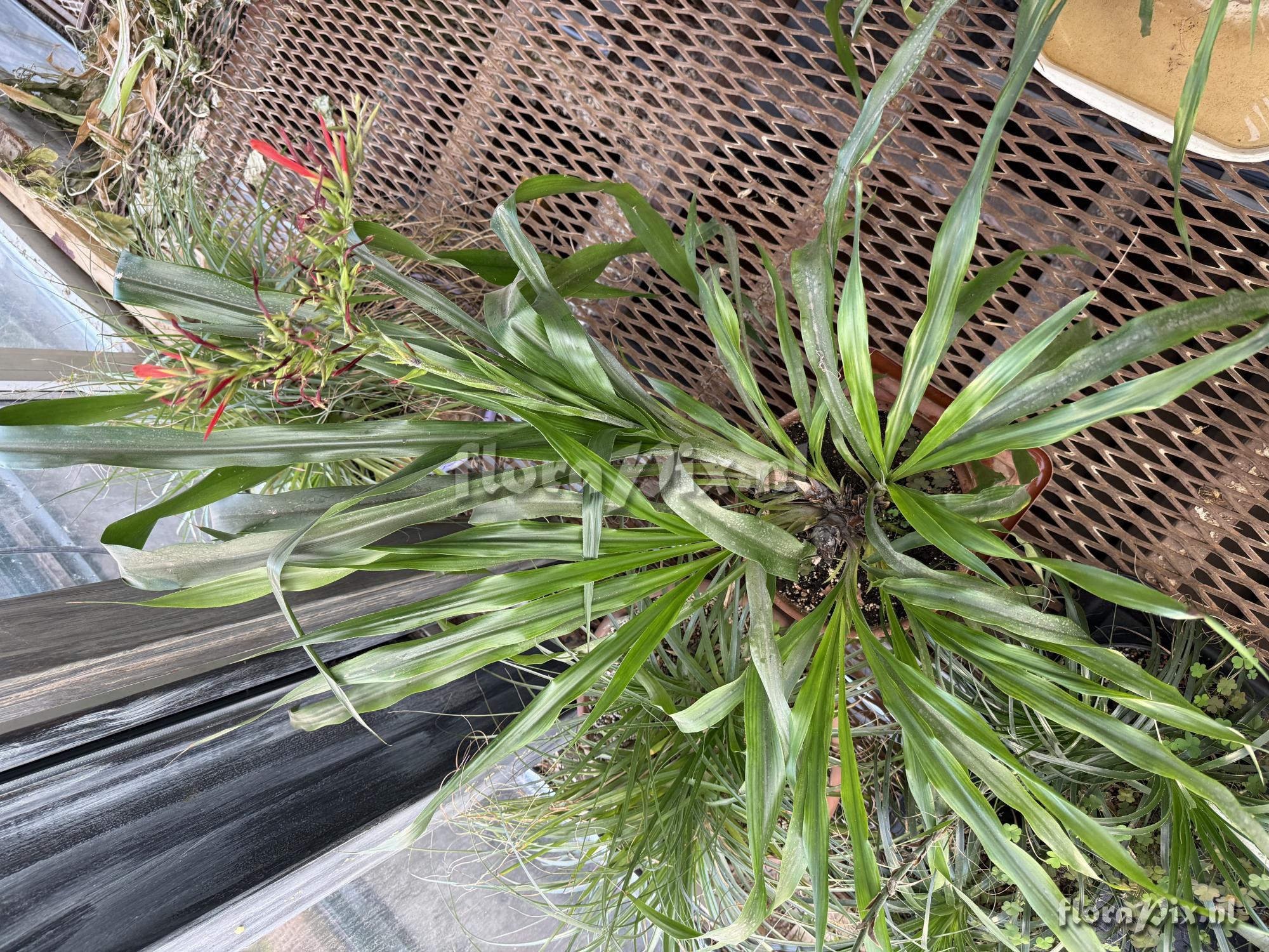 Pitcairnia pulverulenta