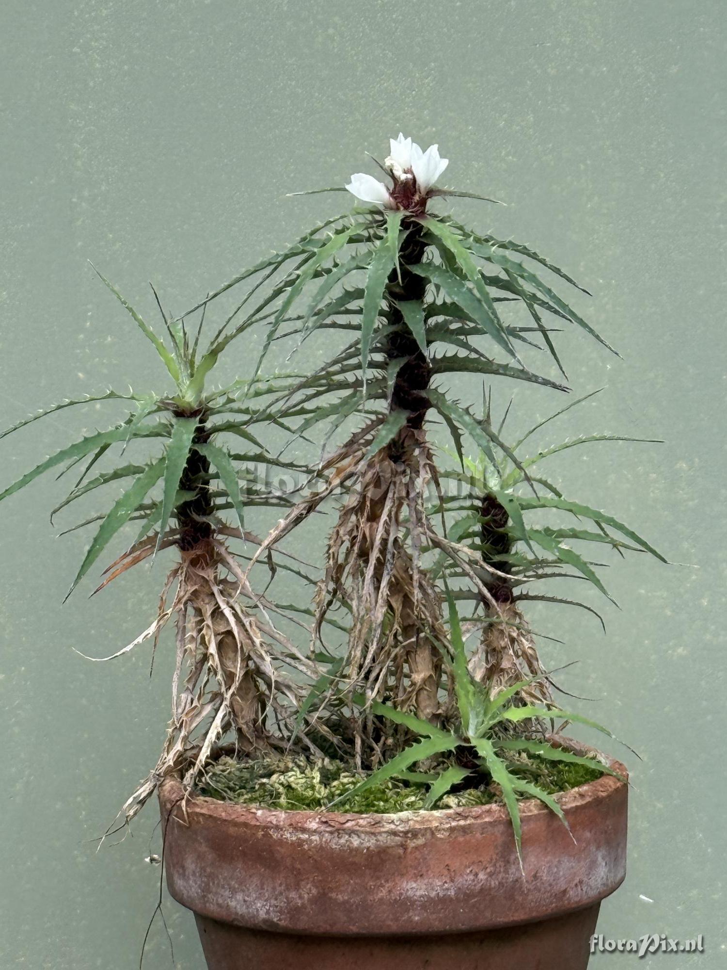 Rokautskyia microglazioui