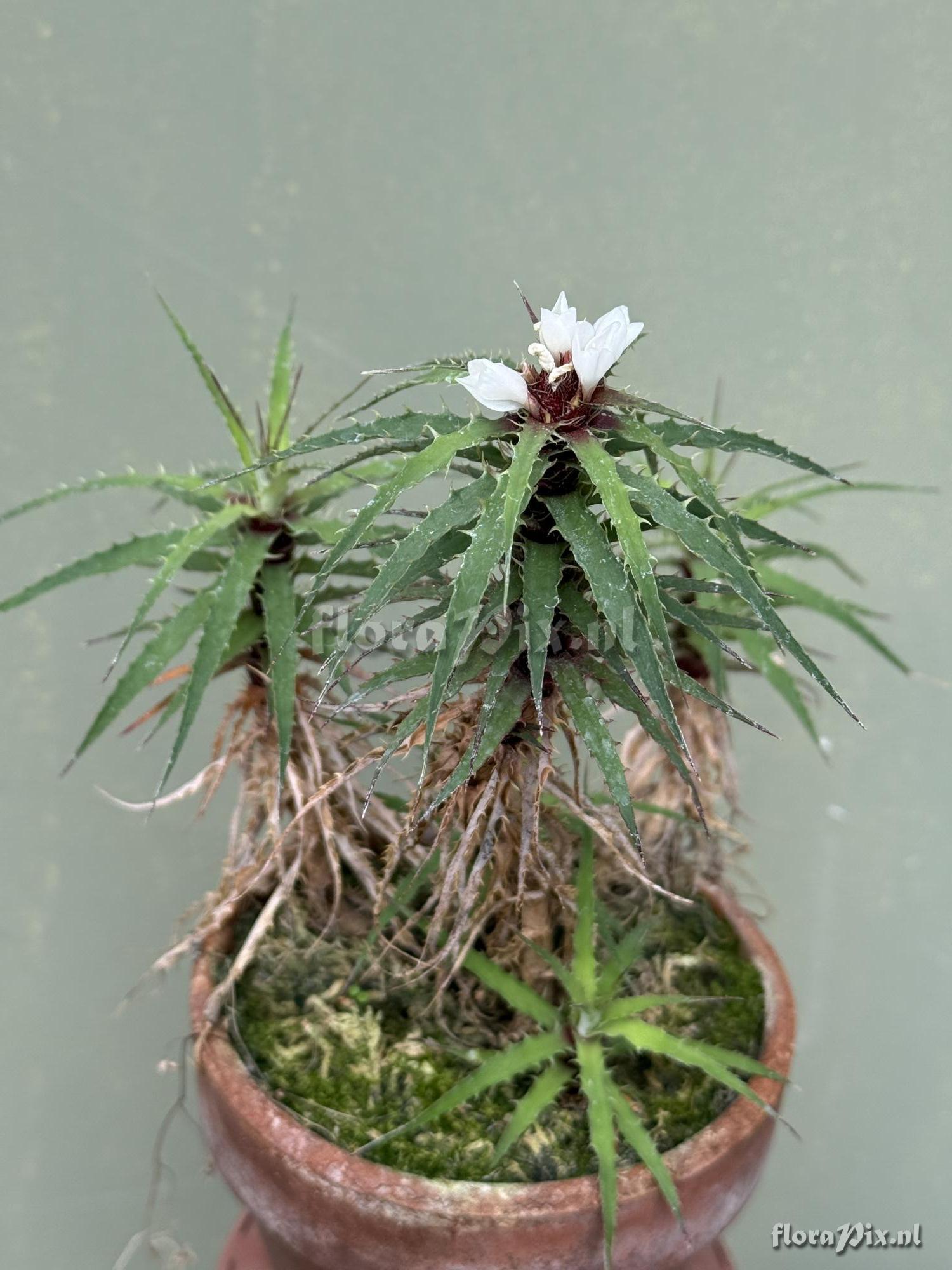 Rokautskyia microglazioui