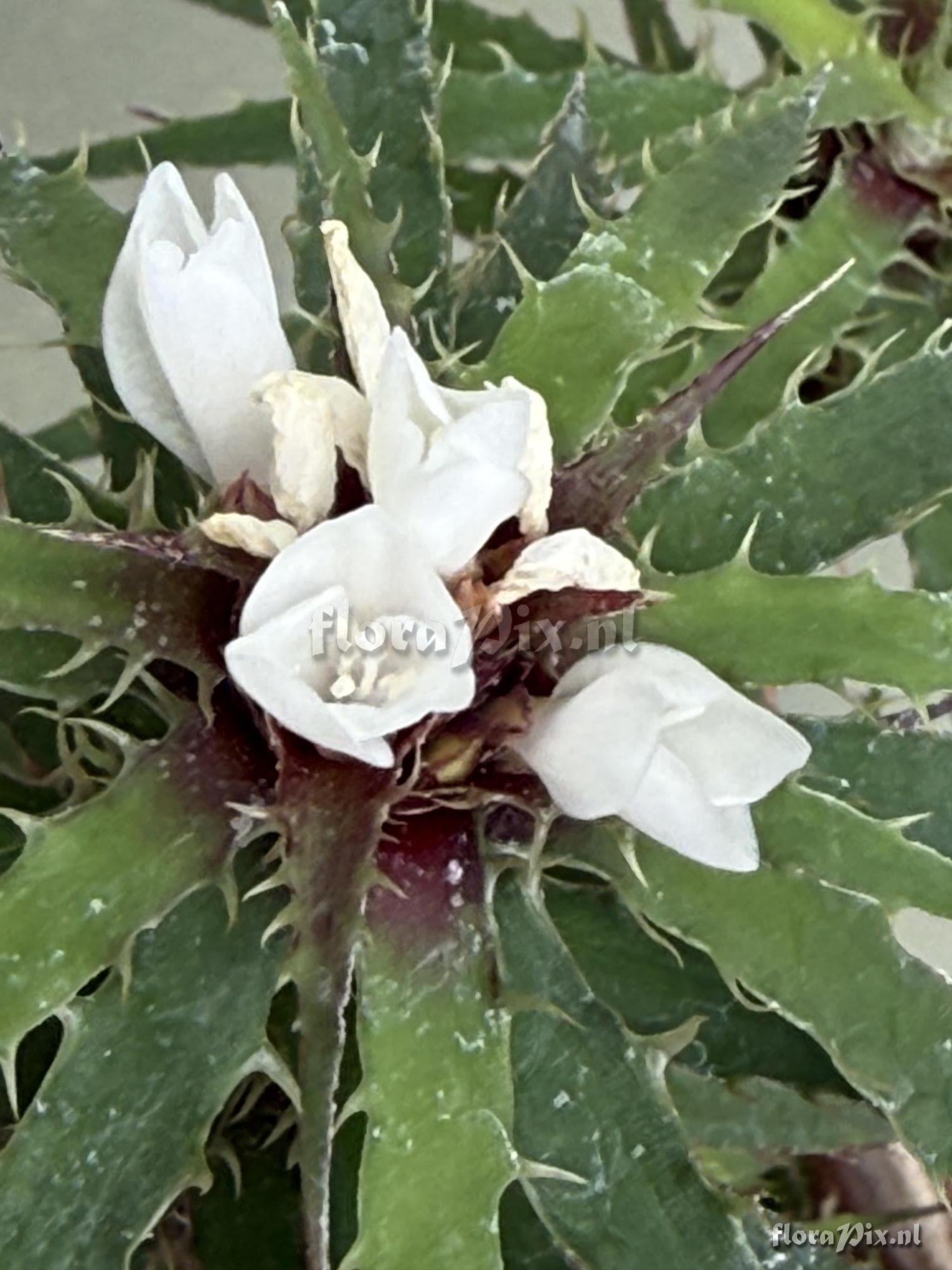 Rokautskyia microglazioui