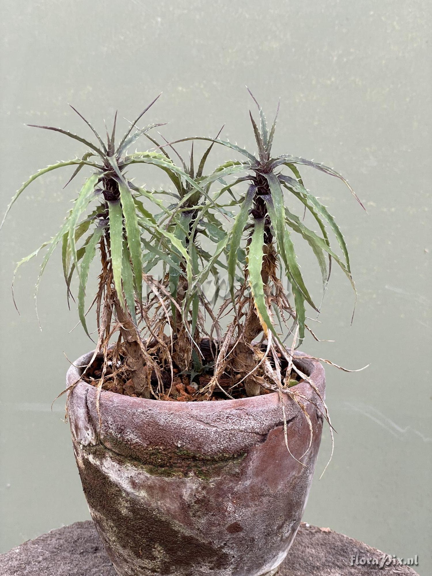 Rokautskyia microglazioui