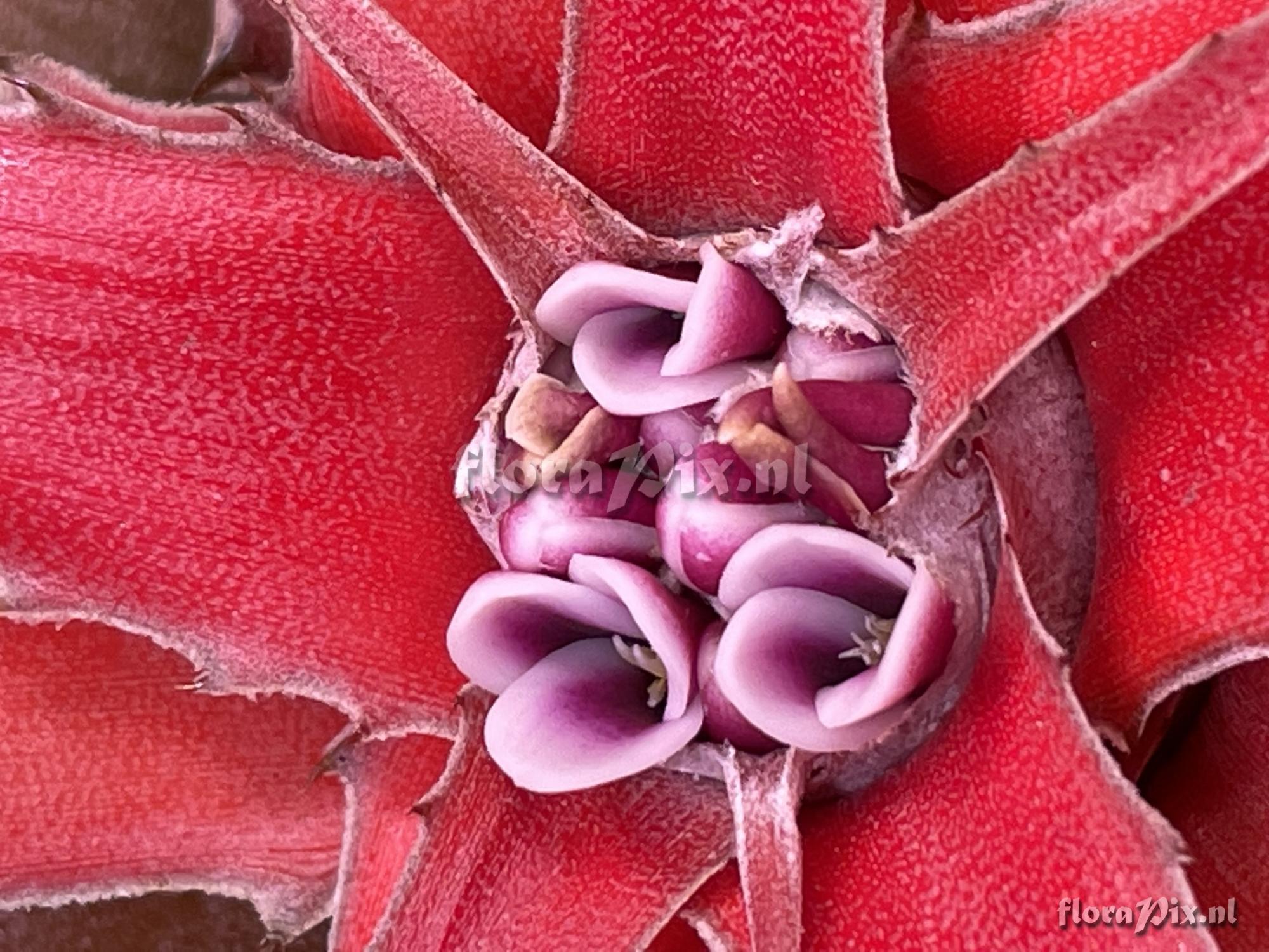 Bromelia flemingii