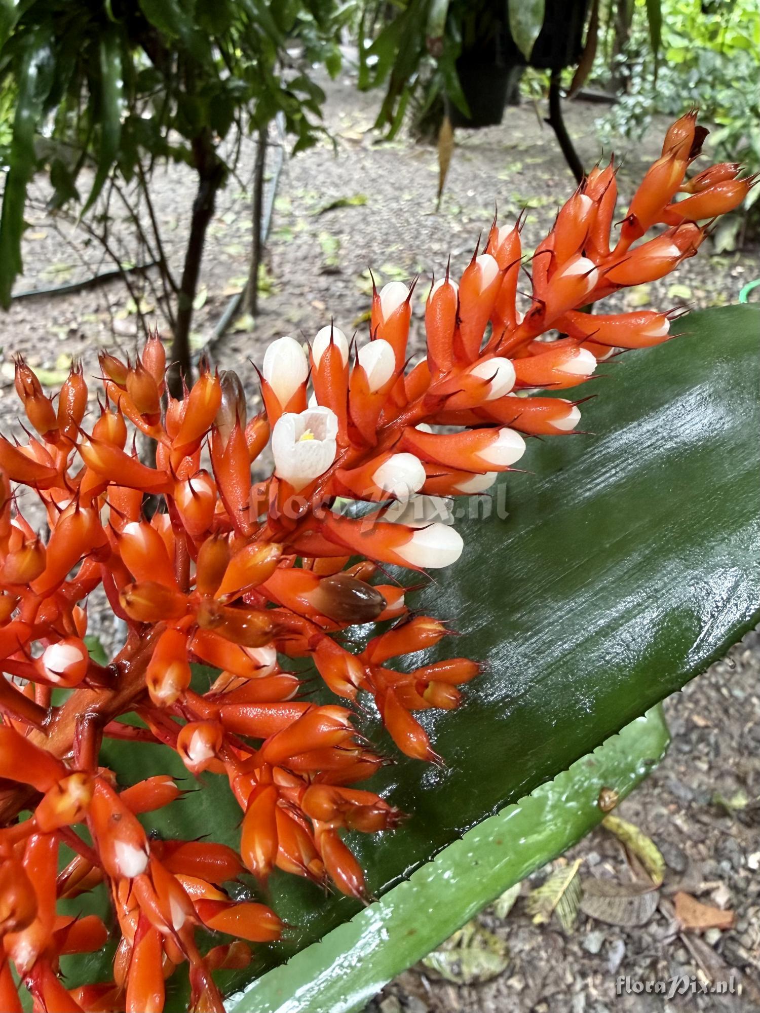 Aechmea caudata form albiflora