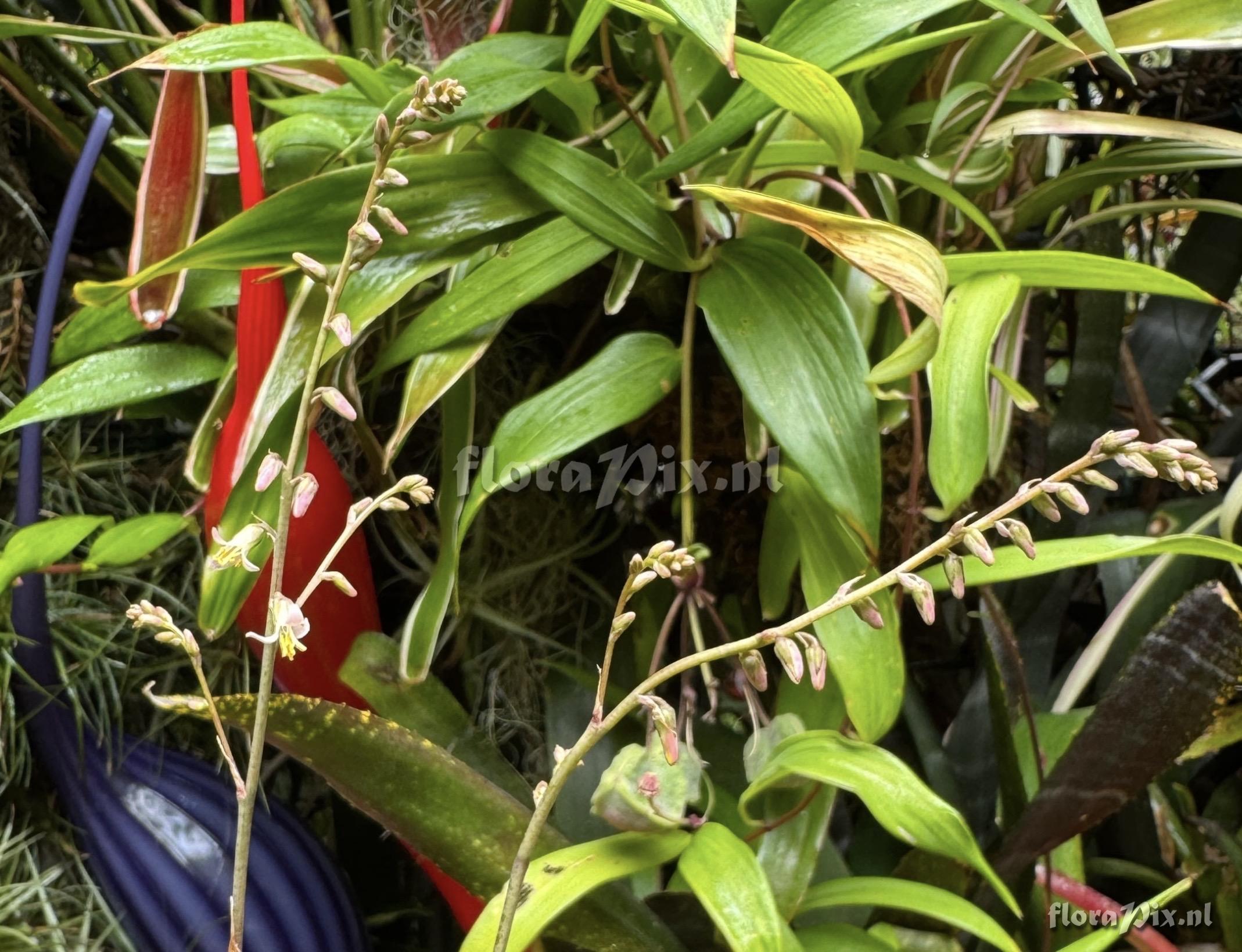 Fosterella penduliflora