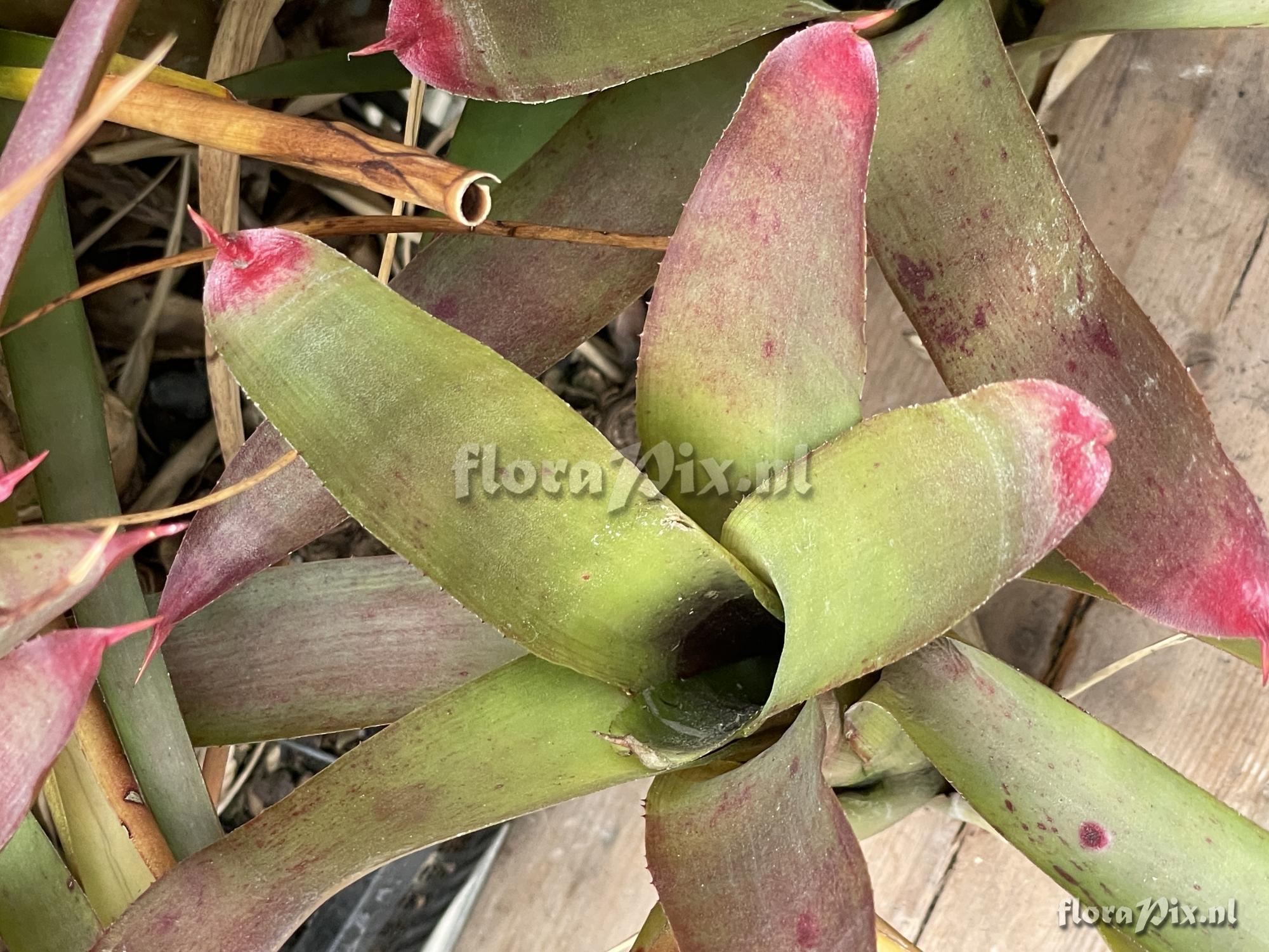 Neoregelia diversifolia