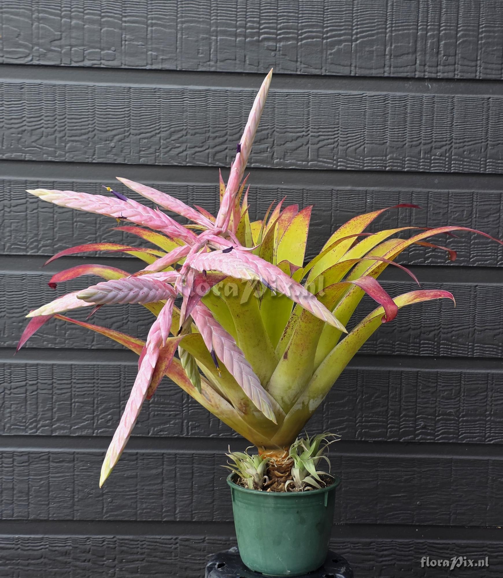 Tillandsia pamelae