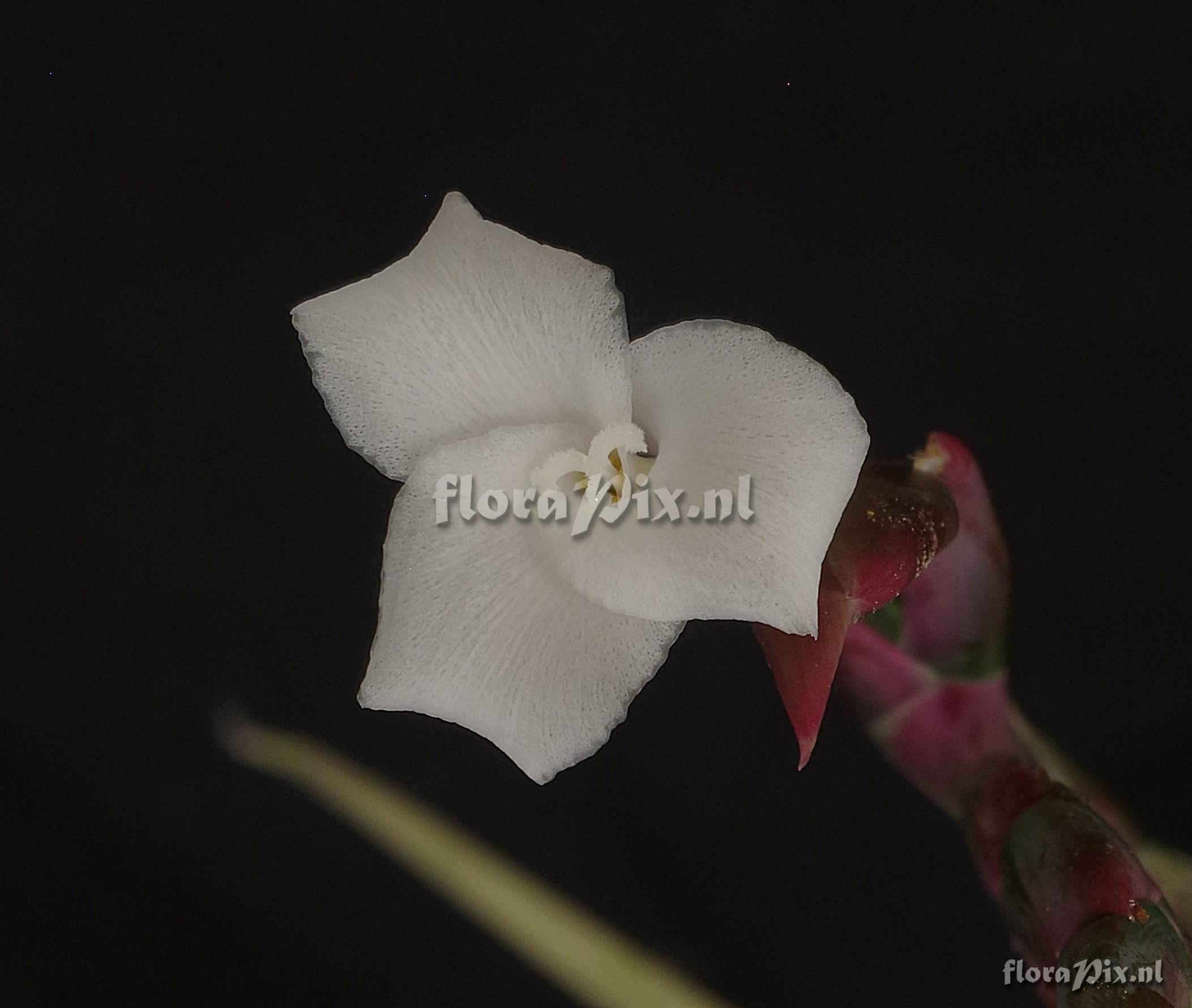 Tillandsia barfussii